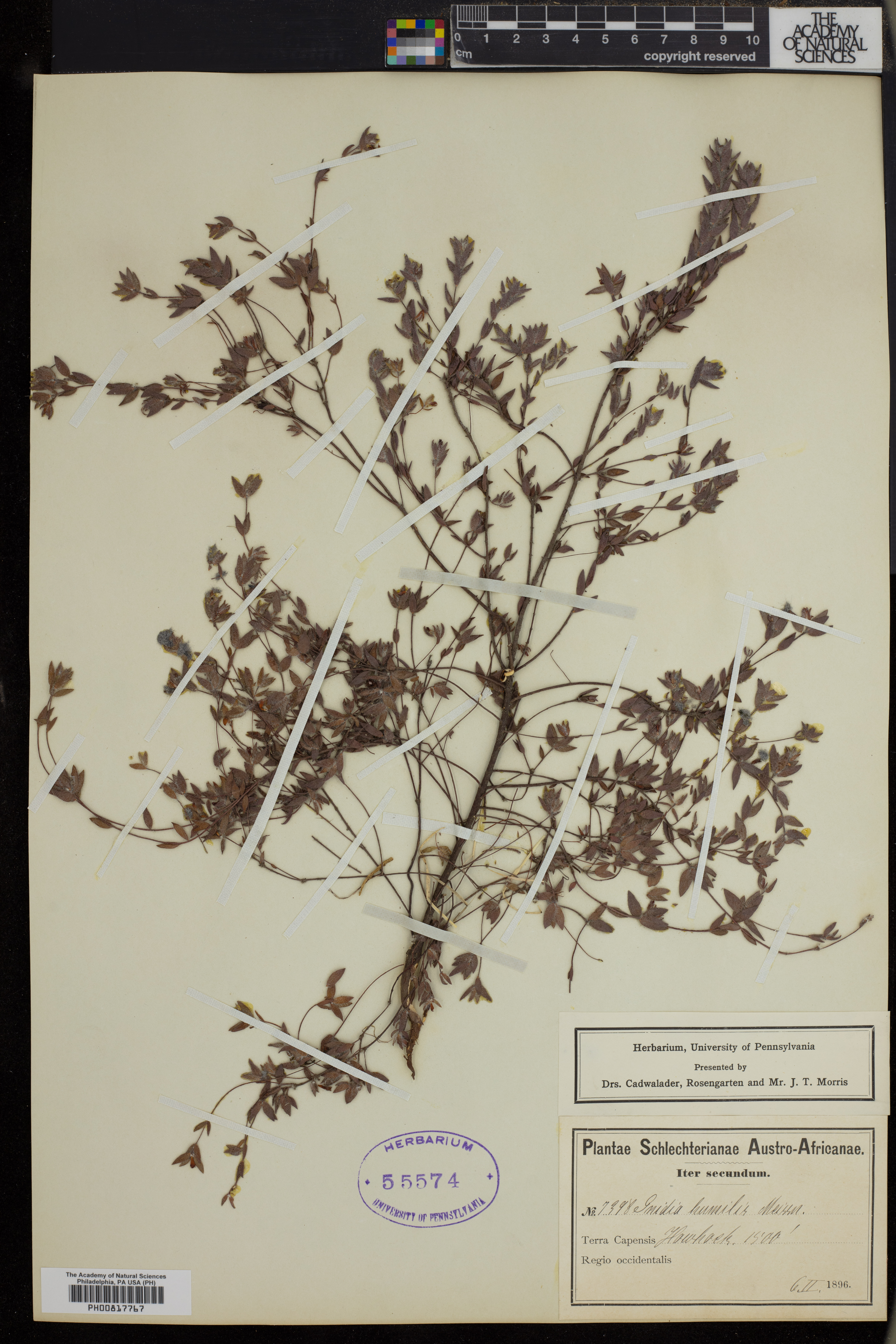 Gnidia humilis image