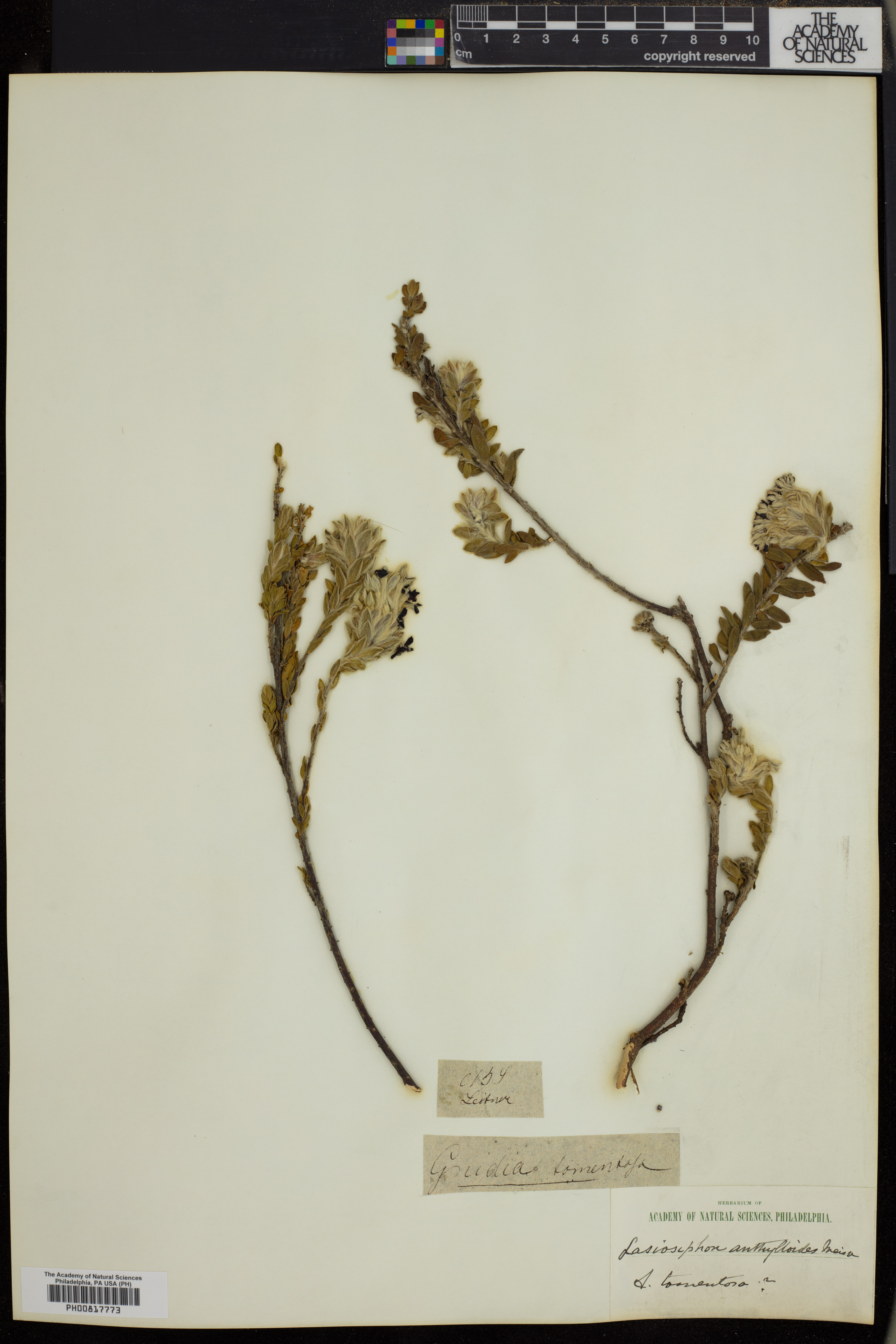 Gnidia tomentosa image