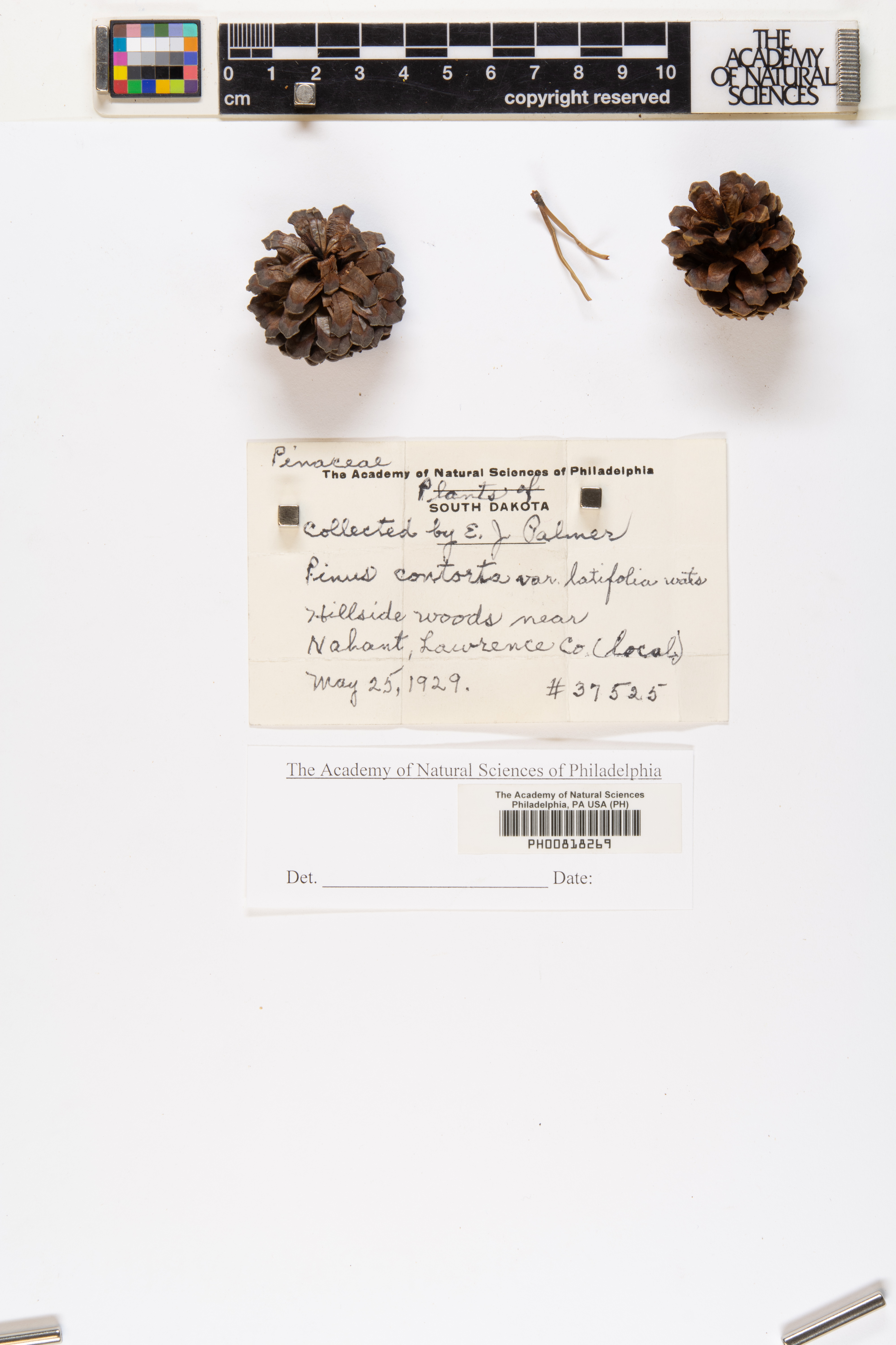 Pinus contorta var. latifolia image