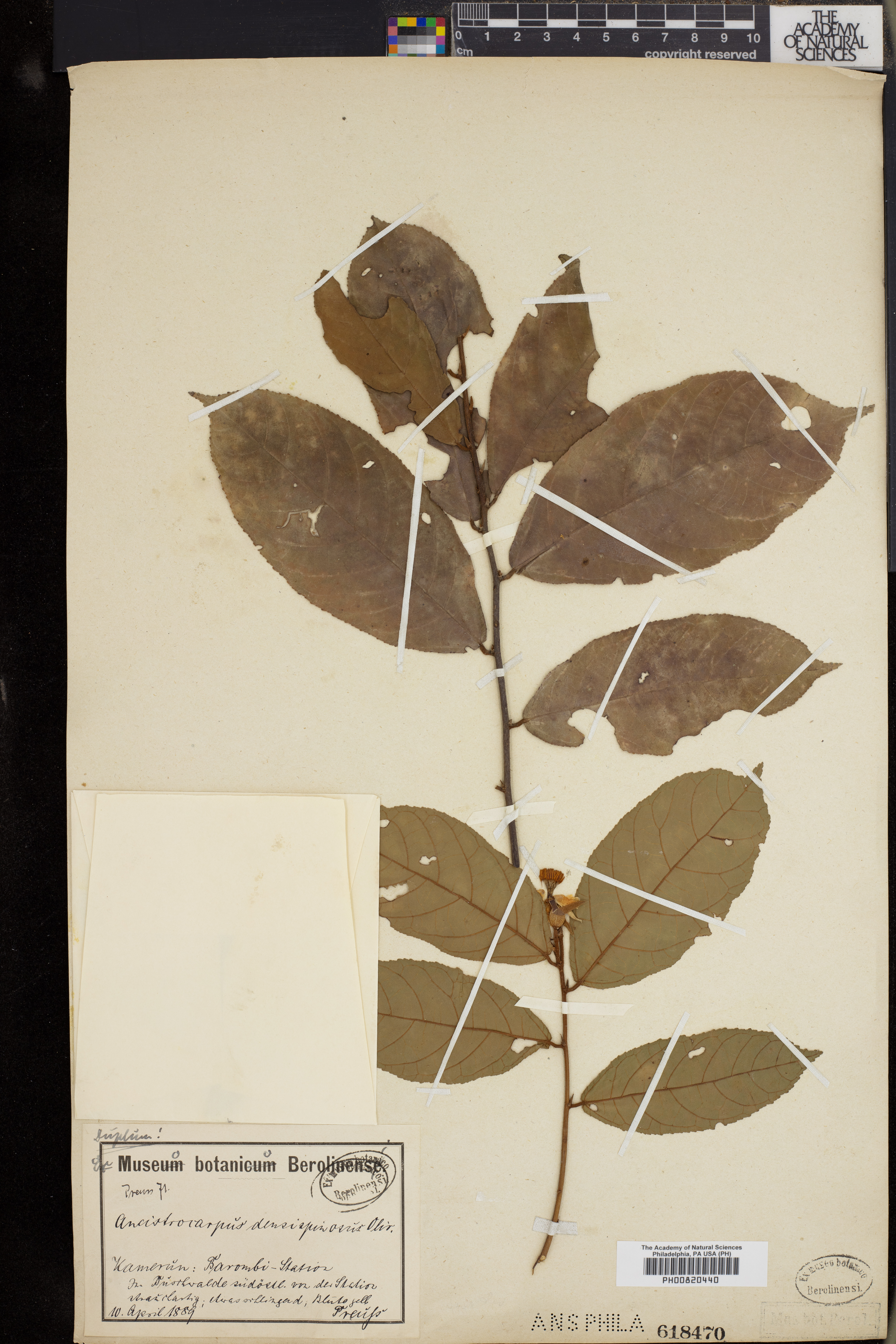 Ancistrocarpus densispinosus image
