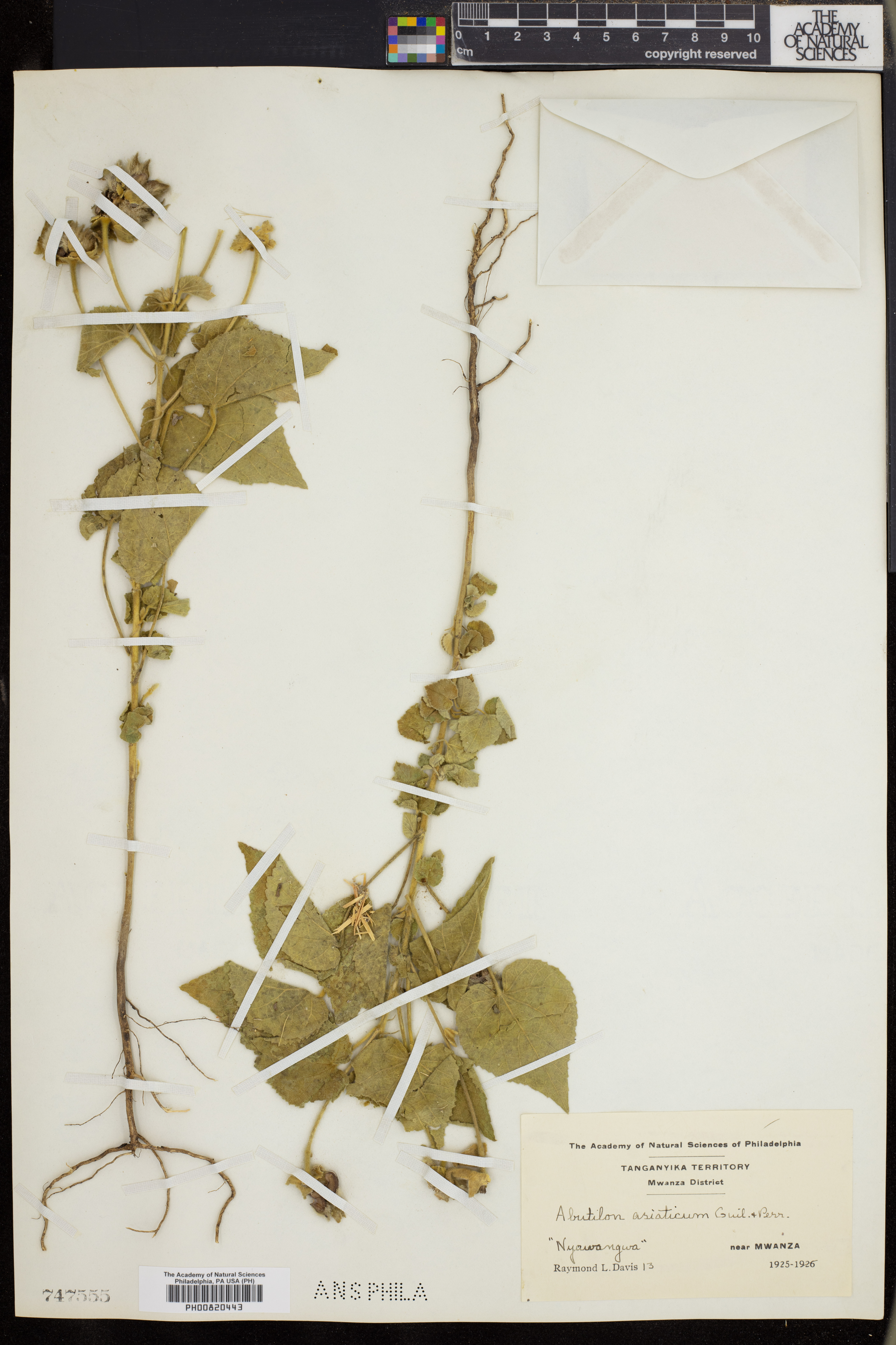 Abutilon asiaticum image