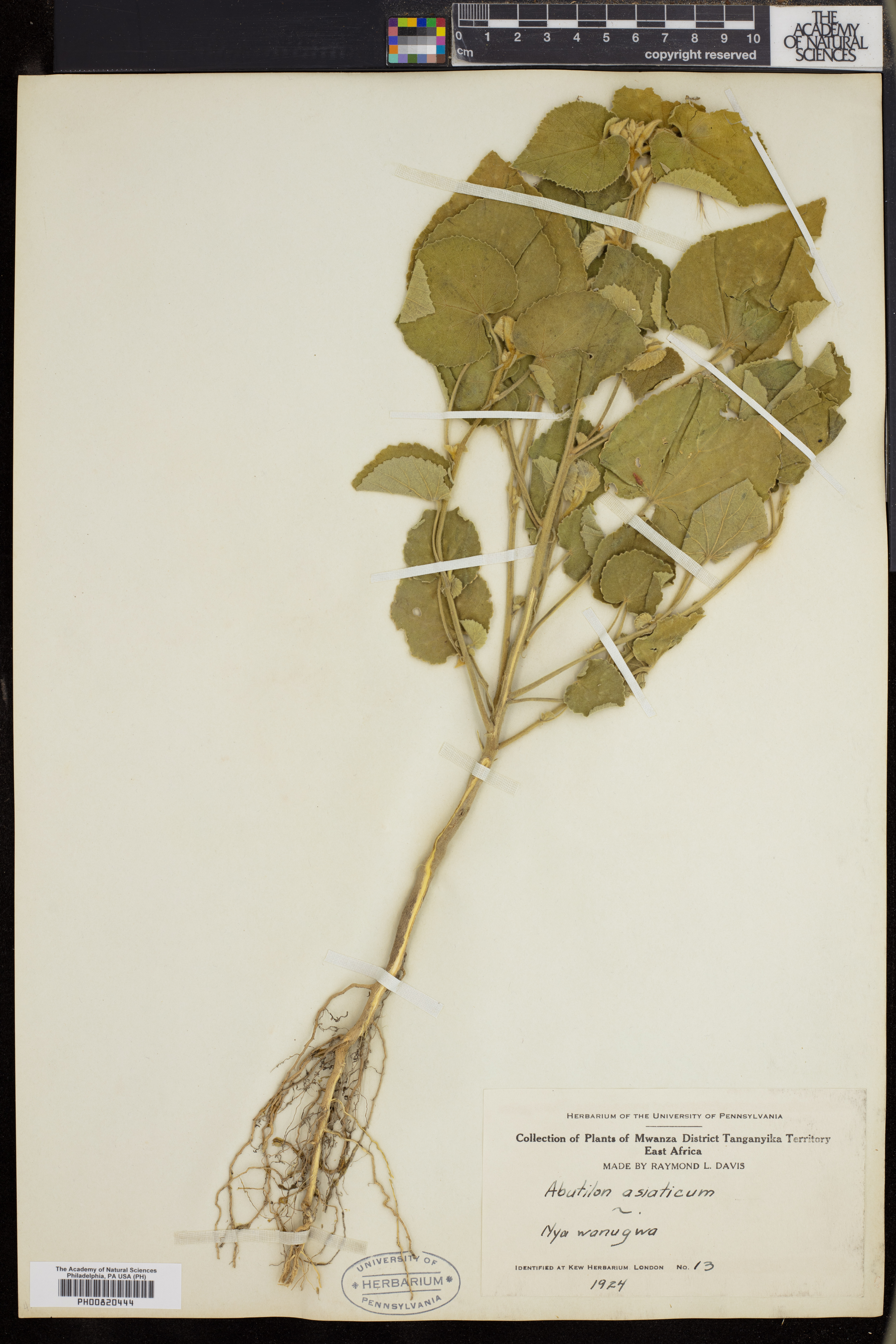 Abutilon asiaticum image