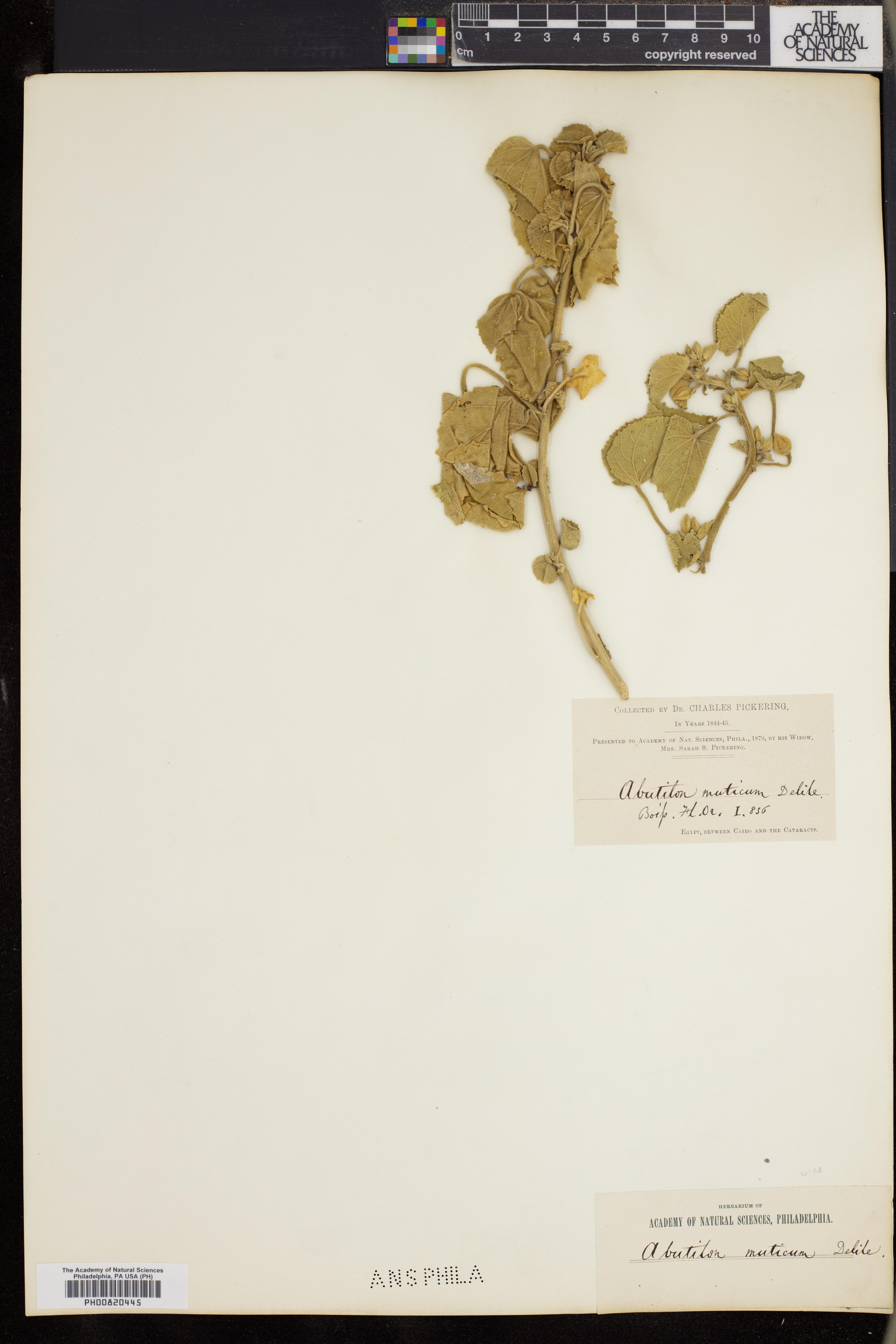 Abutilon muticum image