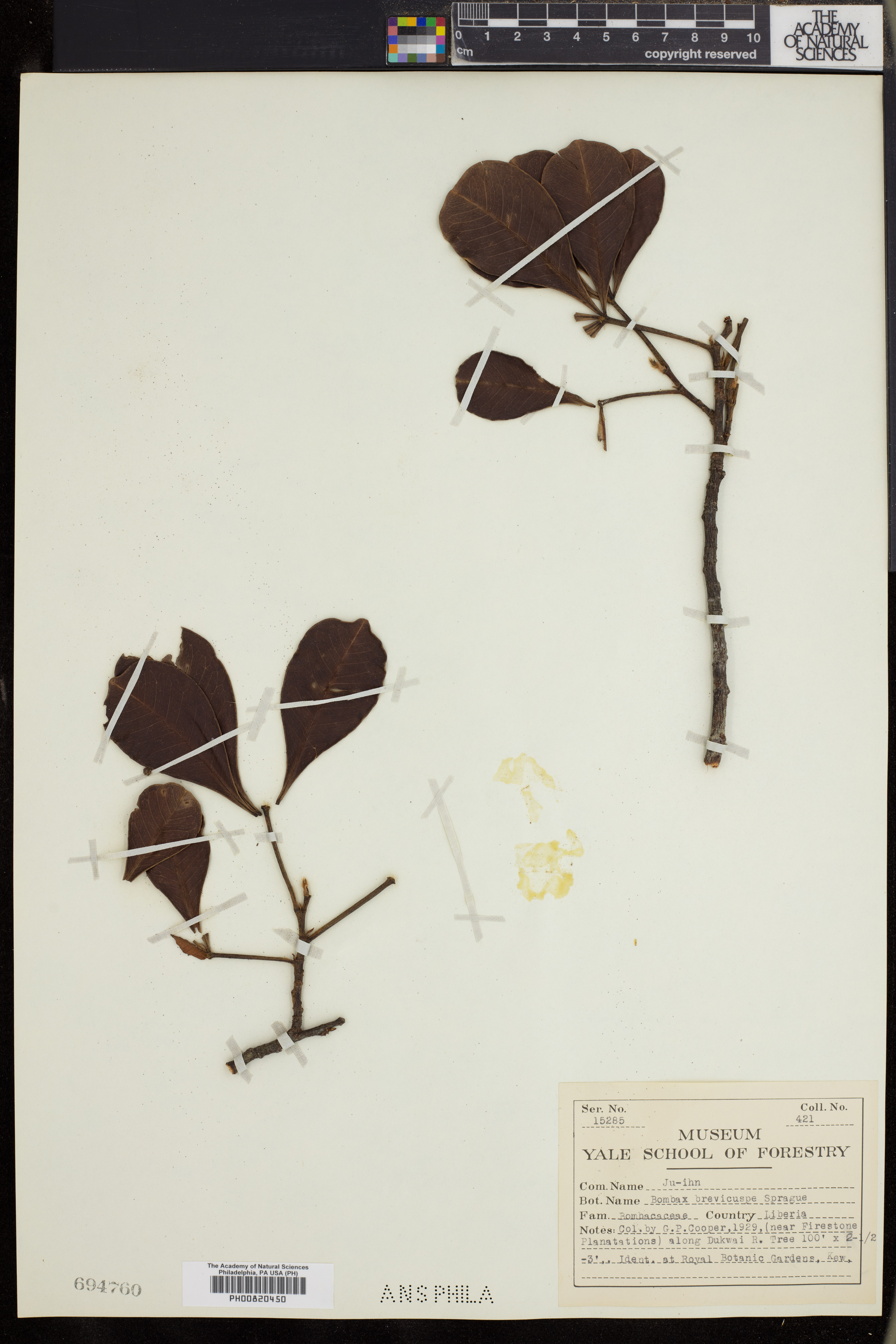 Bombax brevicuspe image
