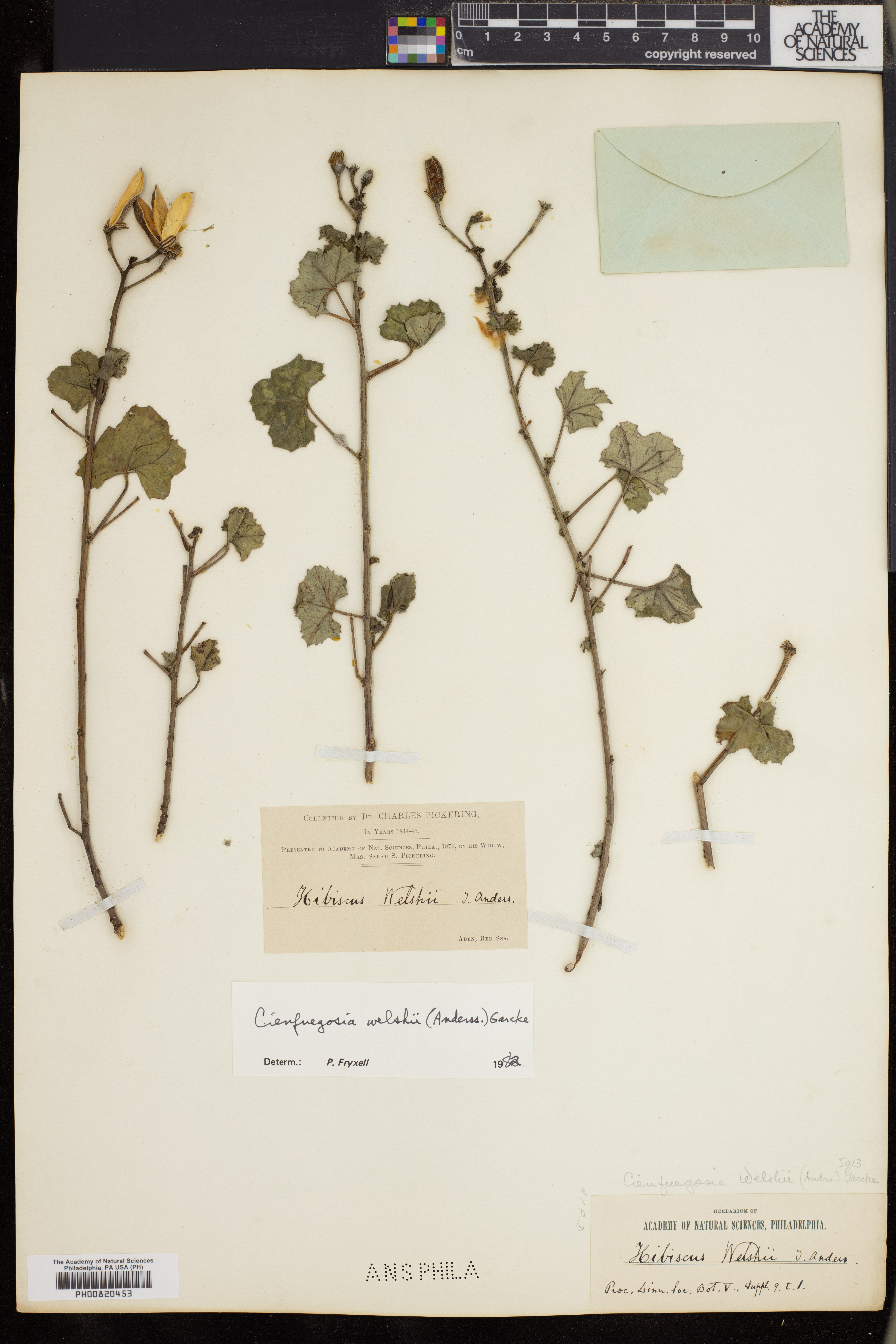 Cienfuegosia welshii image