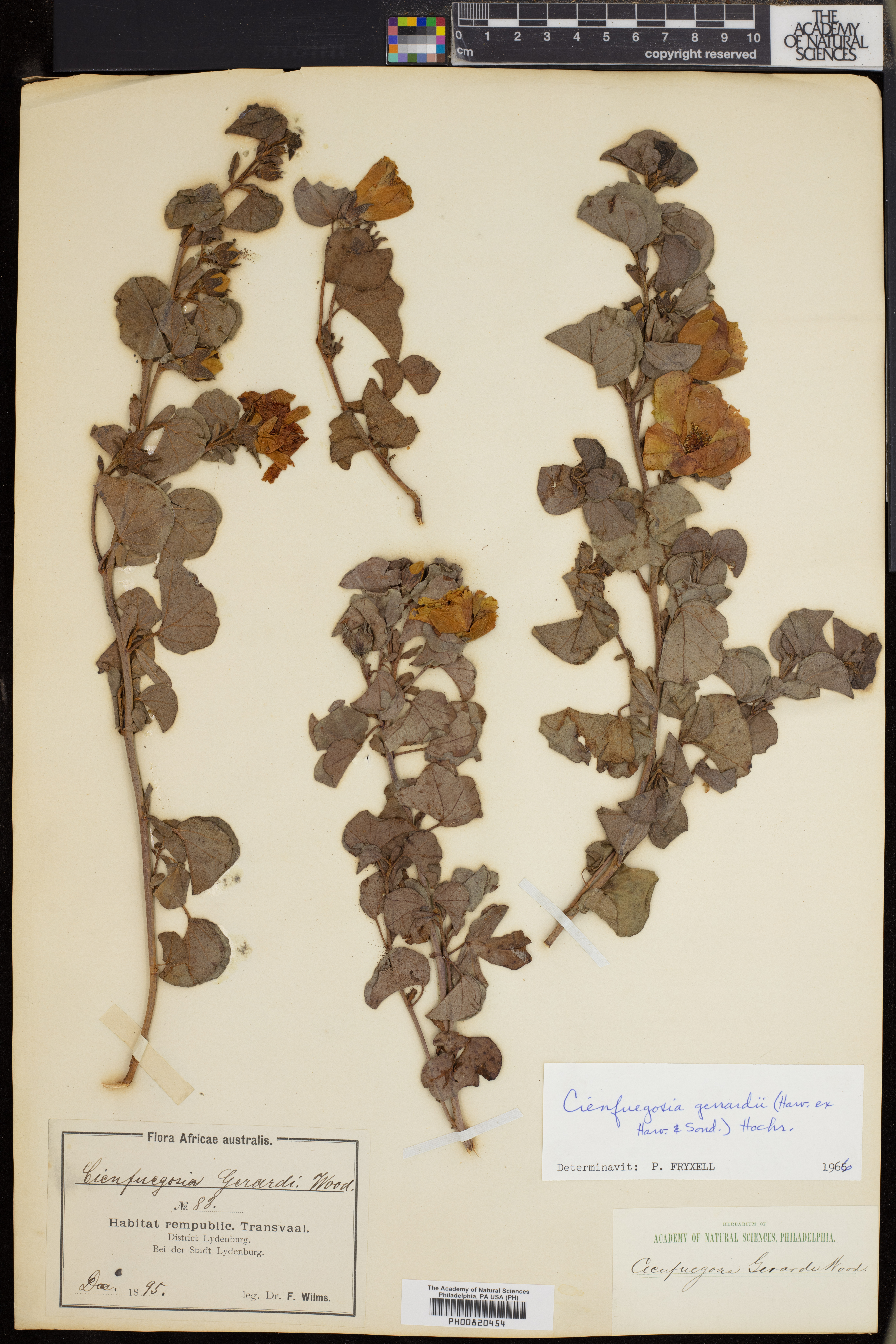 Cienfuegosia gerrardii image
