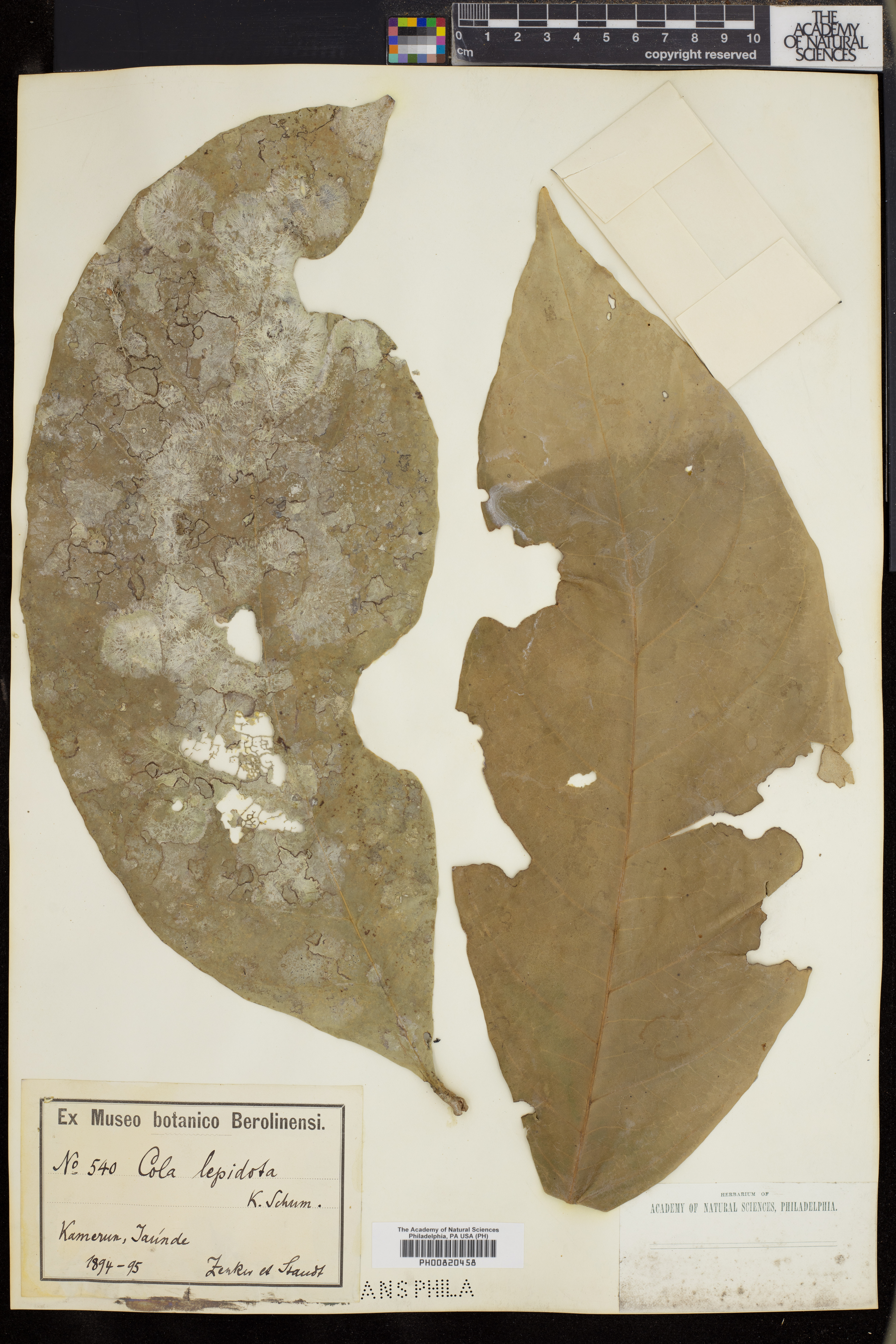 Cola lepidota image