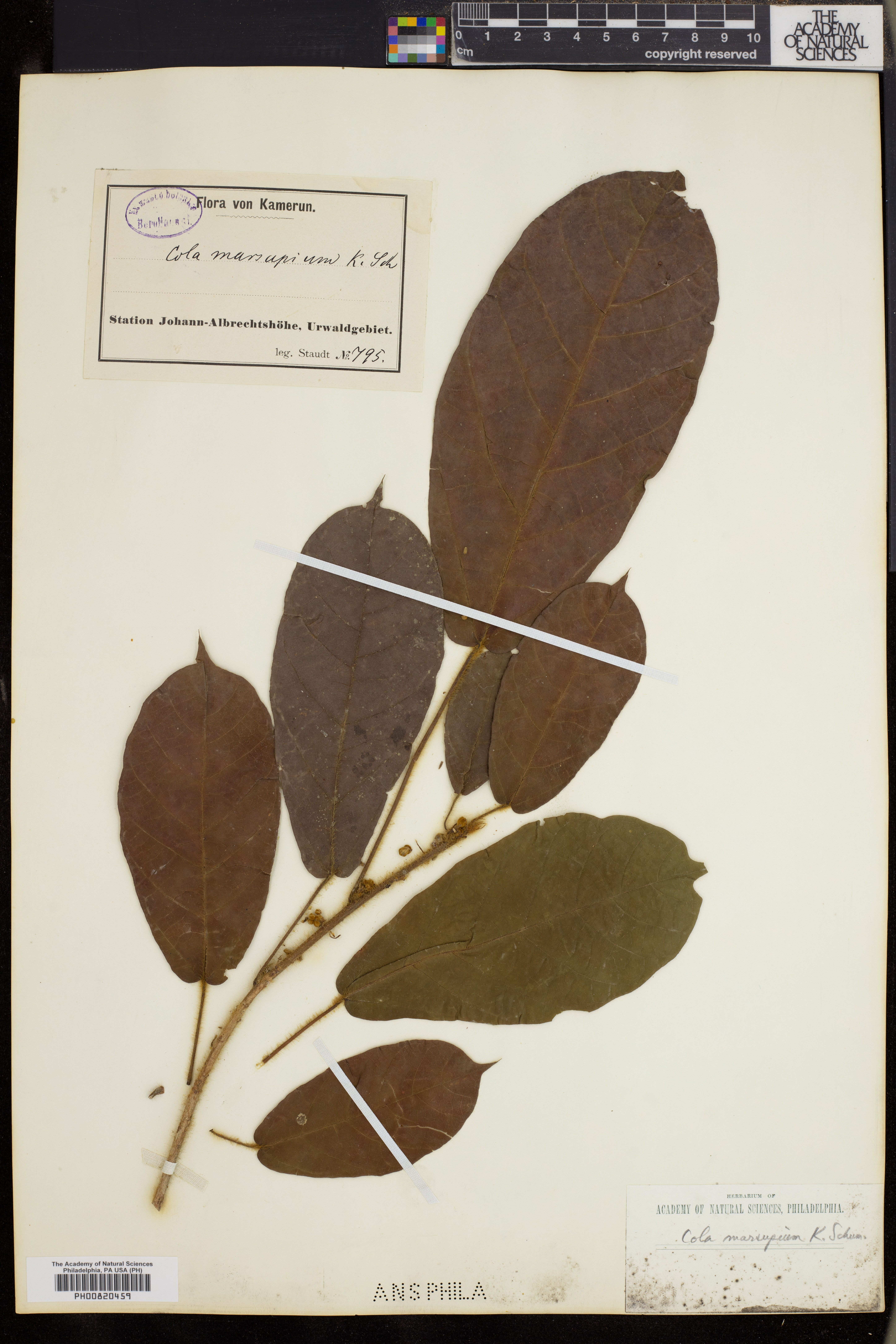 Cola marsupium image