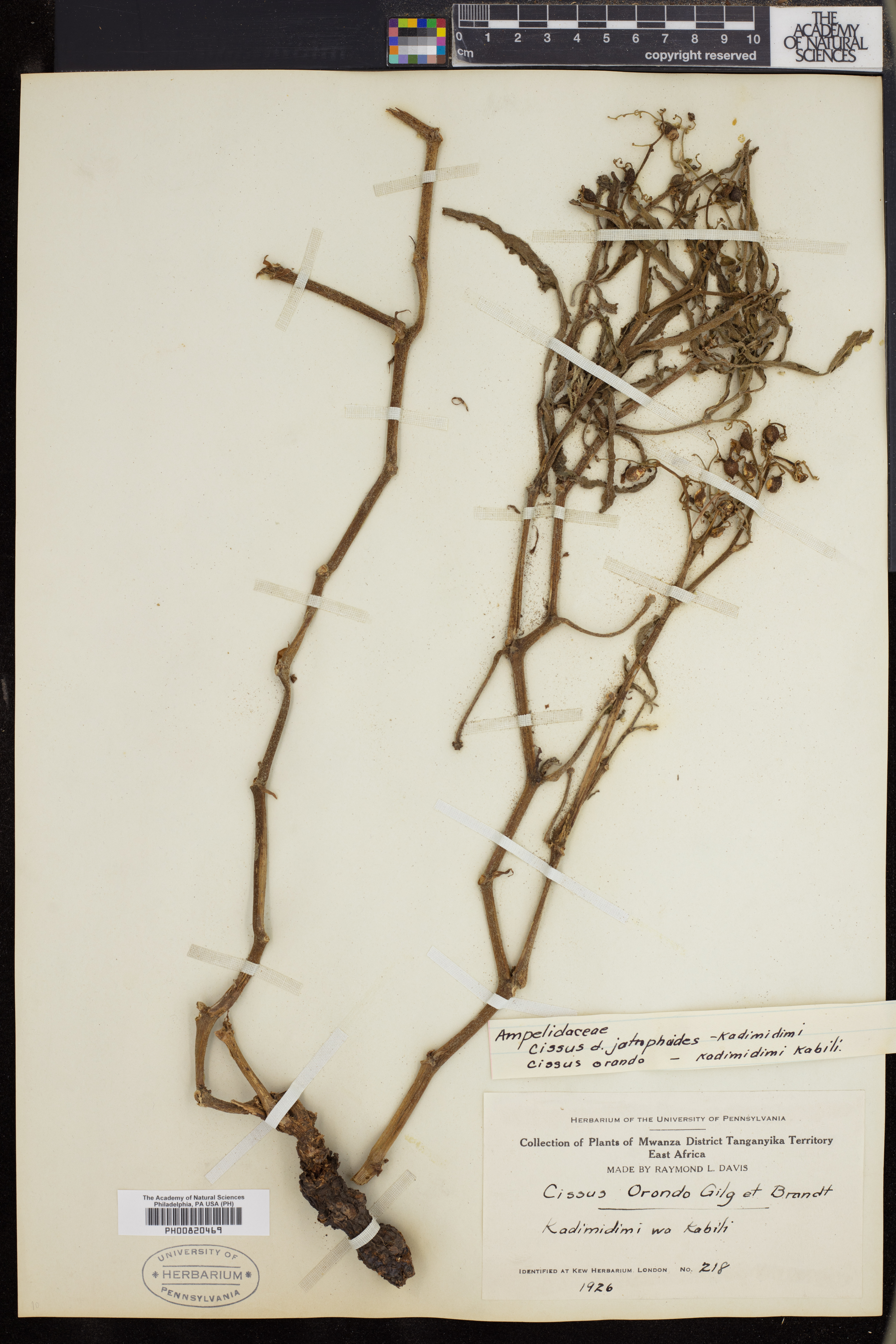 Cyphostemma junceum subsp. jatrophoides image