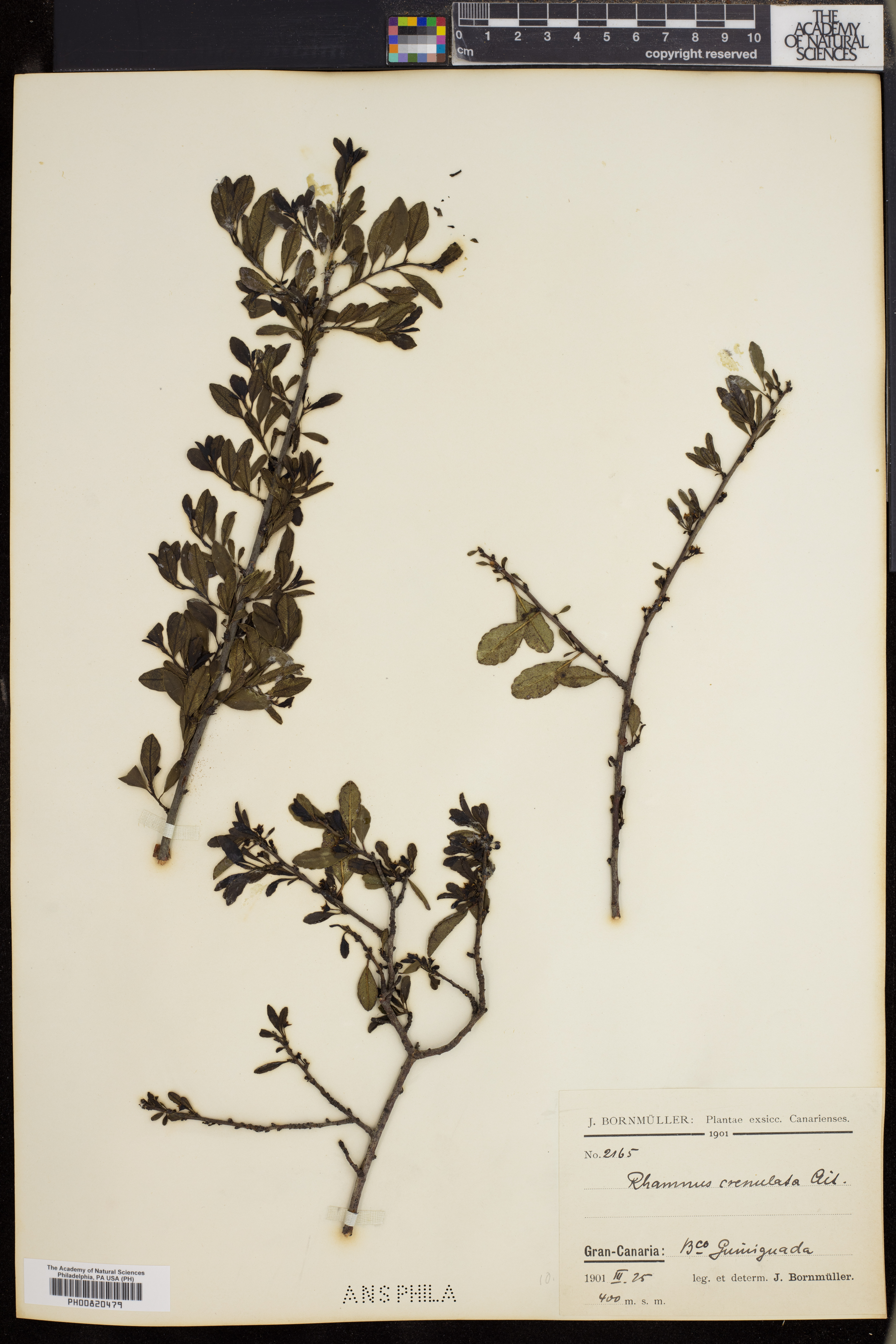 Rhamnus crenulatus image