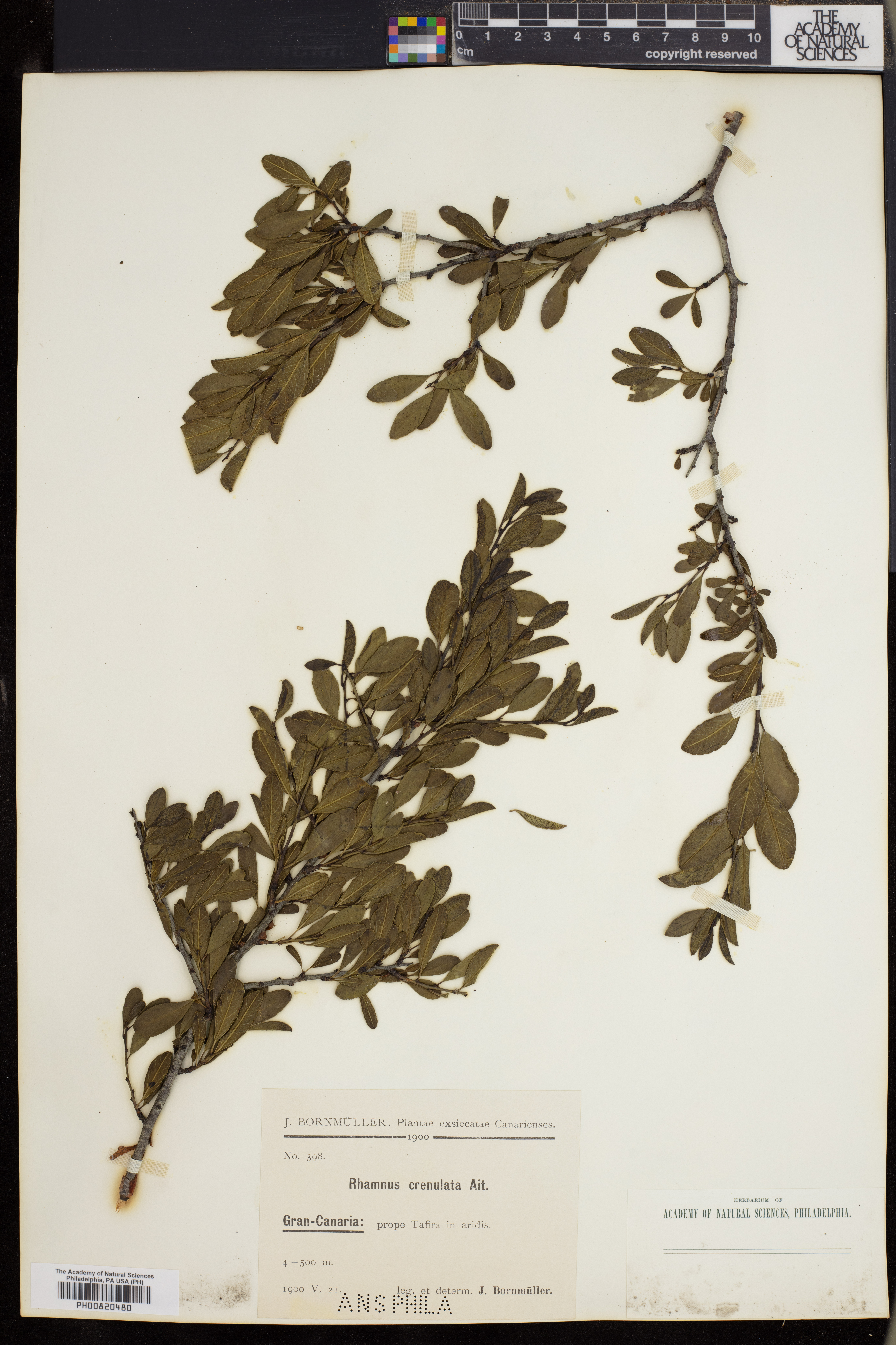 Rhamnus crenulatus image