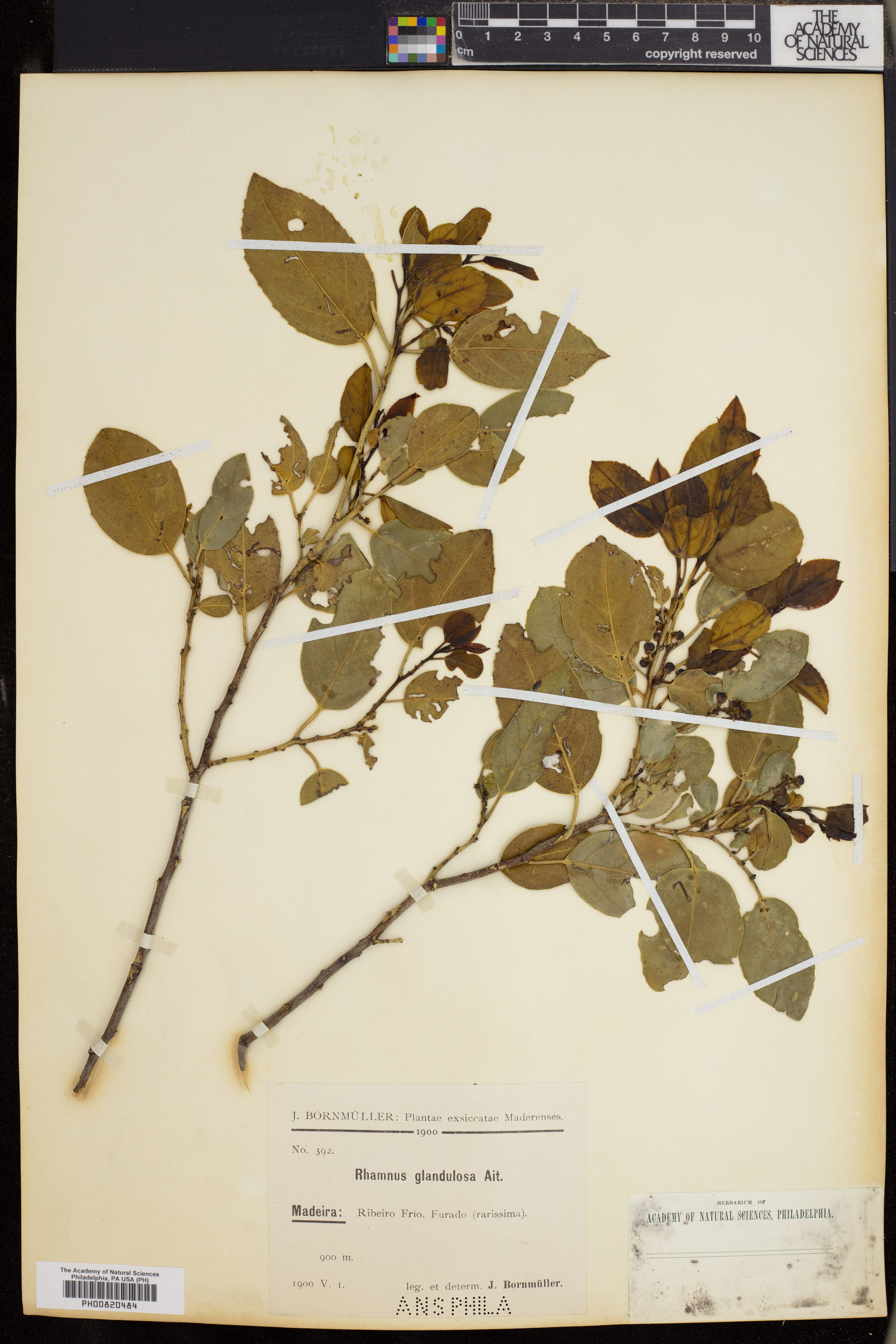 Rhamnus glandulosa image