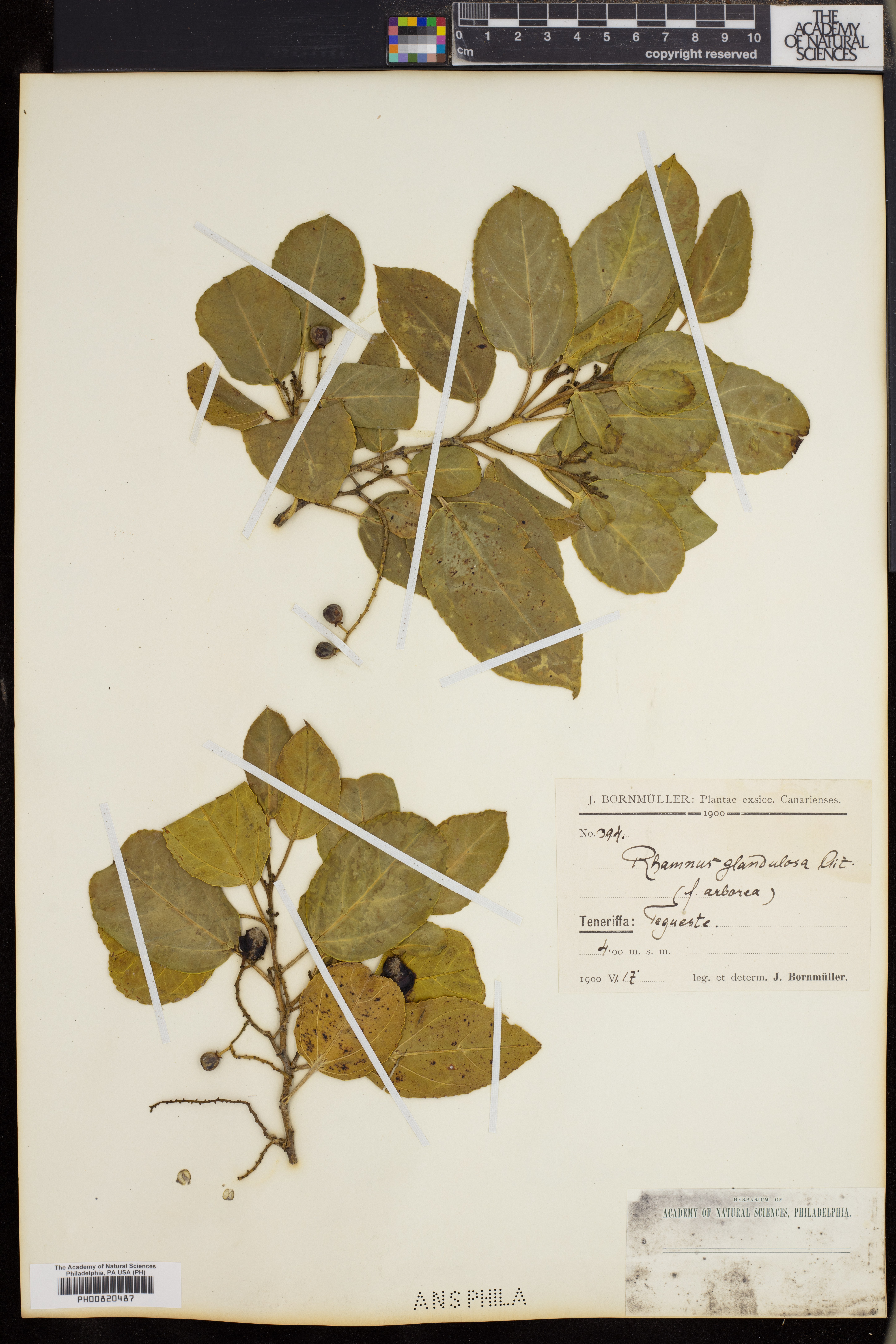 Rhamnus glandulosa image
