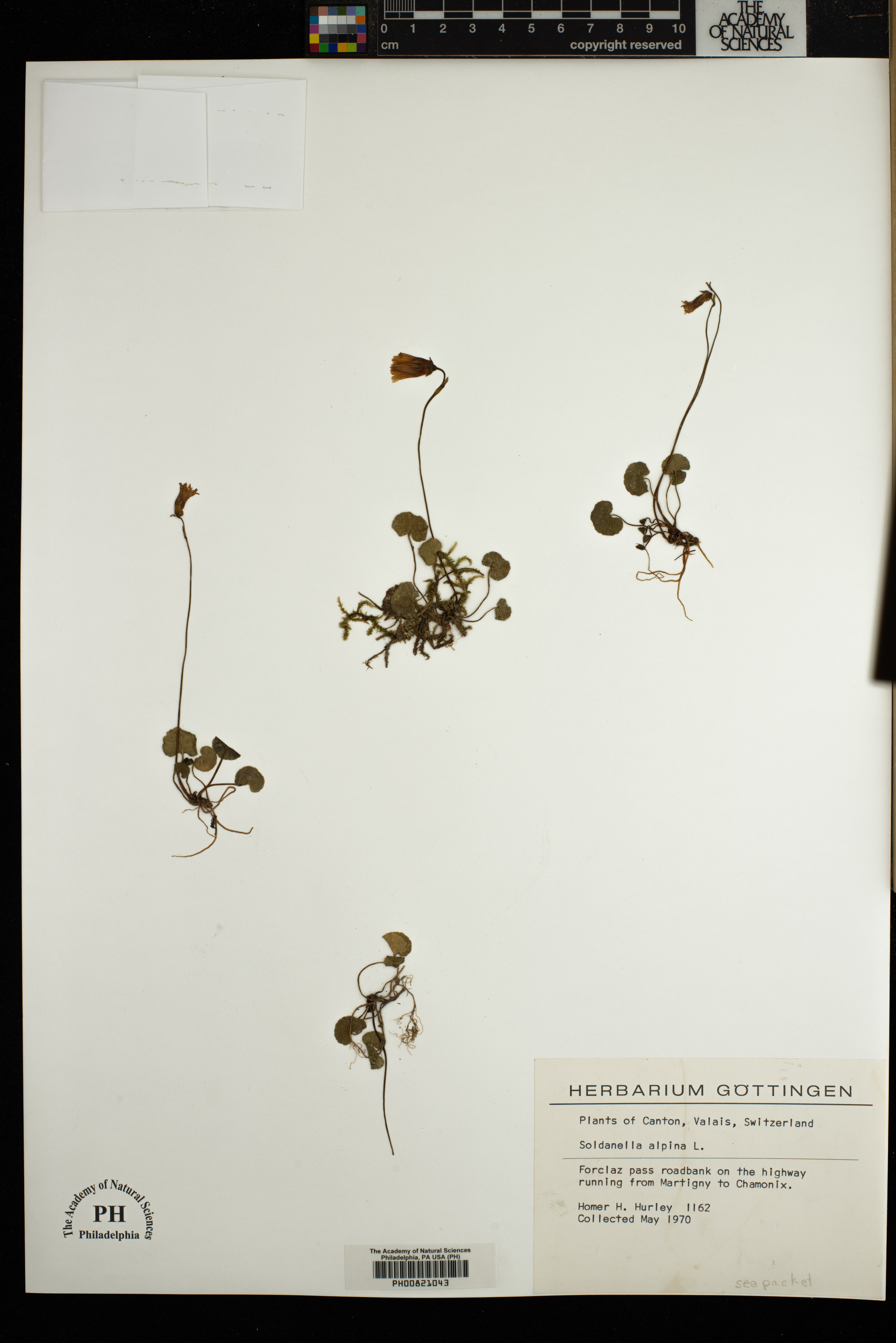 Soldanella alpina image
