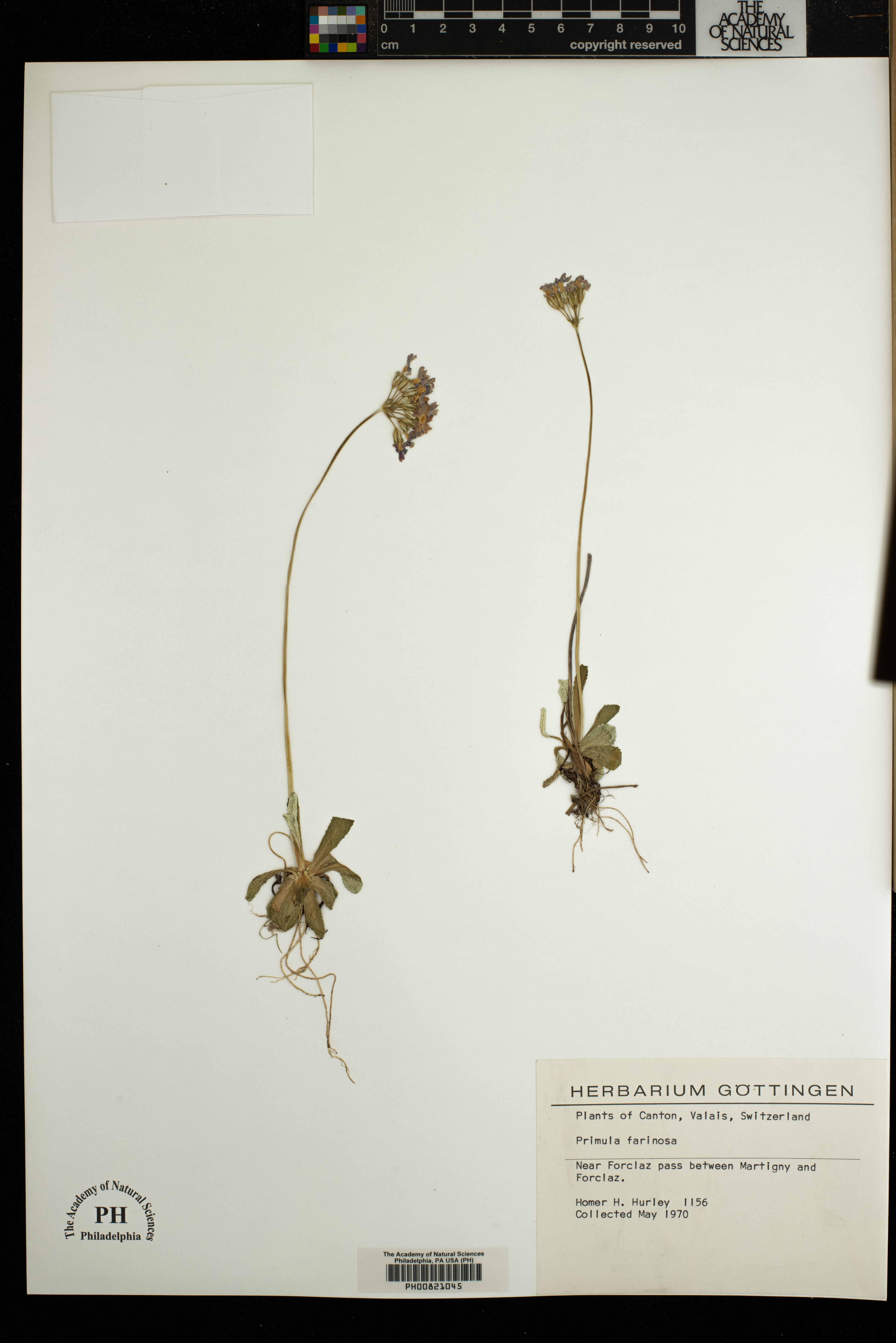 Primula farinosa image