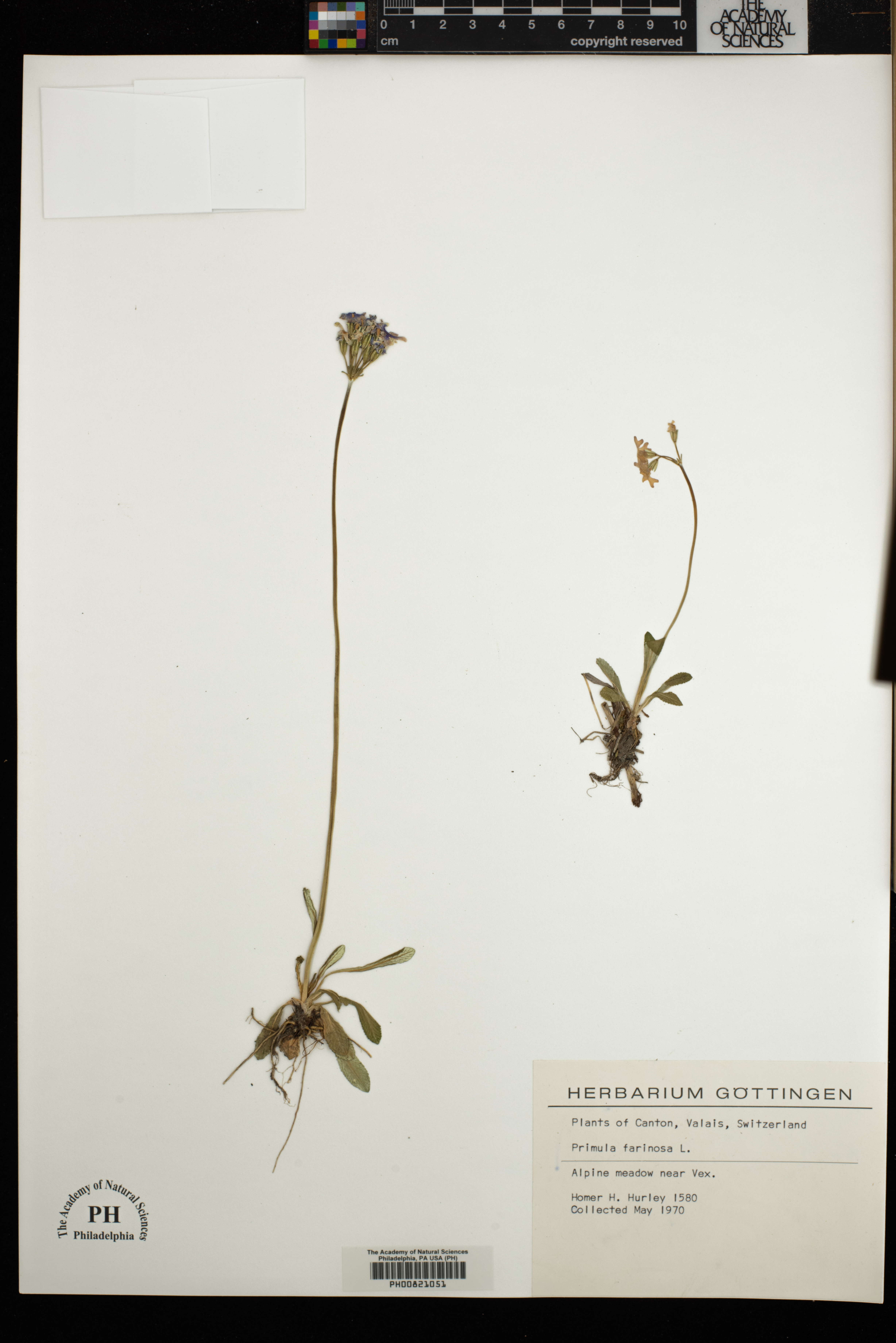 Primula farinosa image
