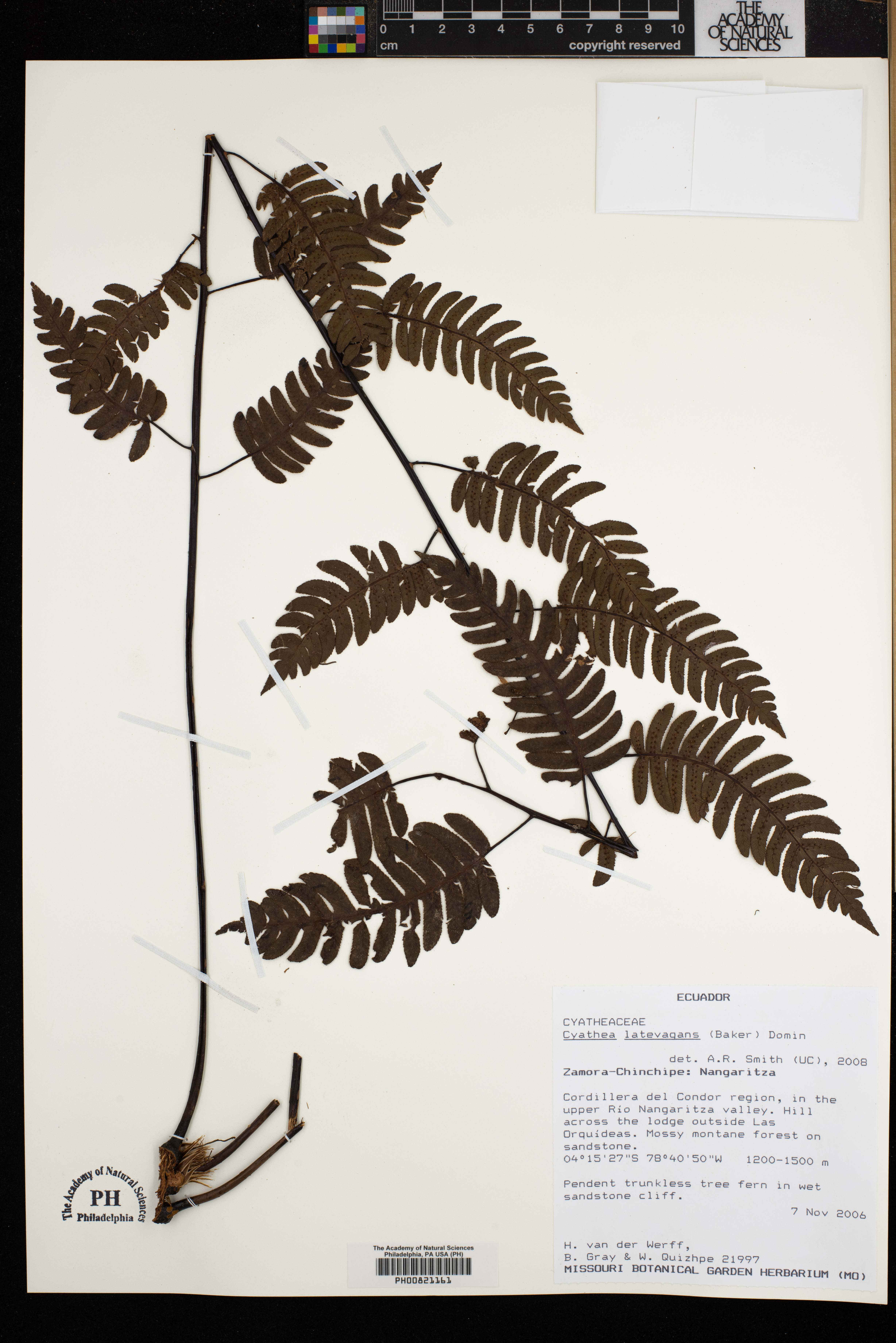 Cyathea latevagans image