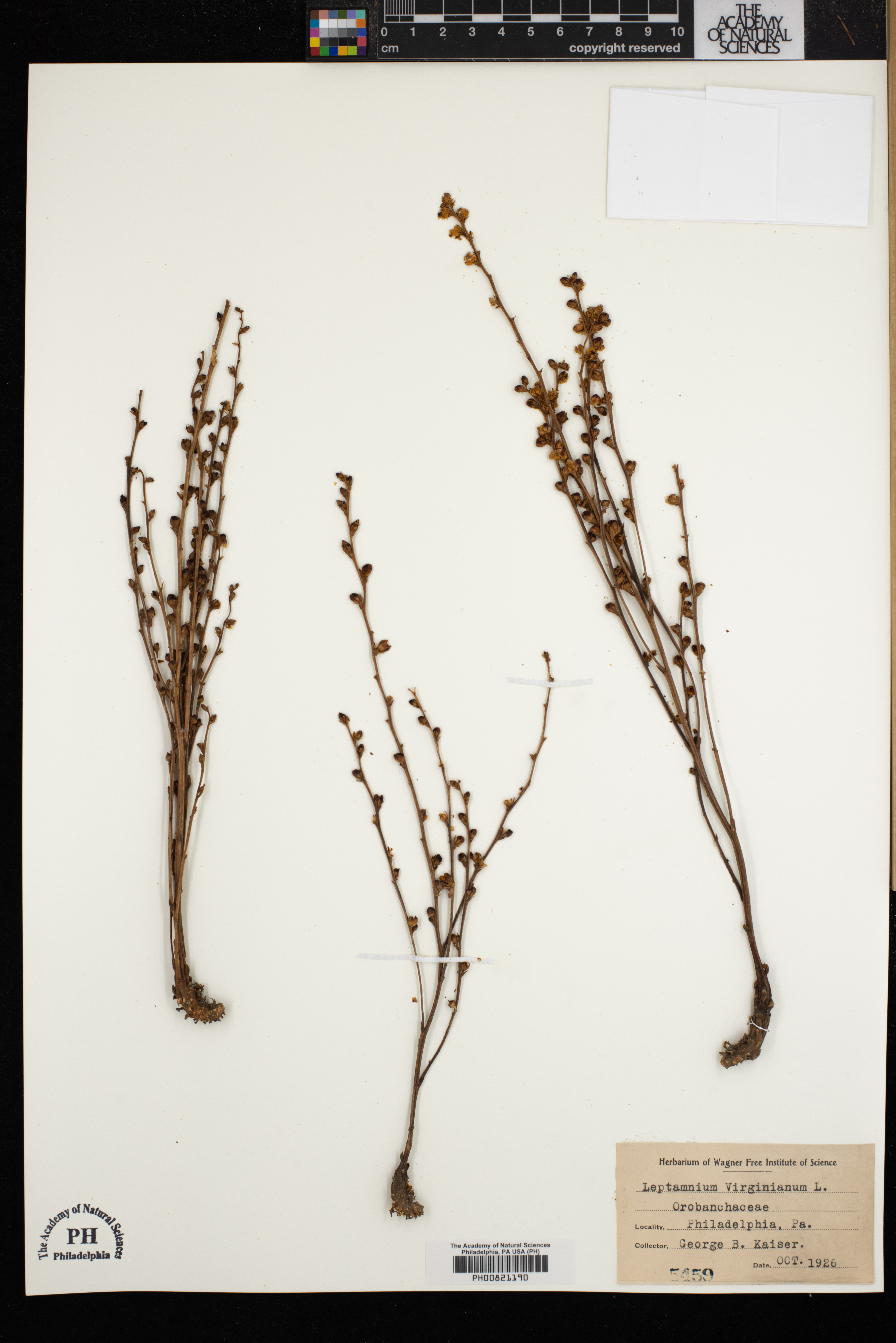 Leptamnium virginianum image