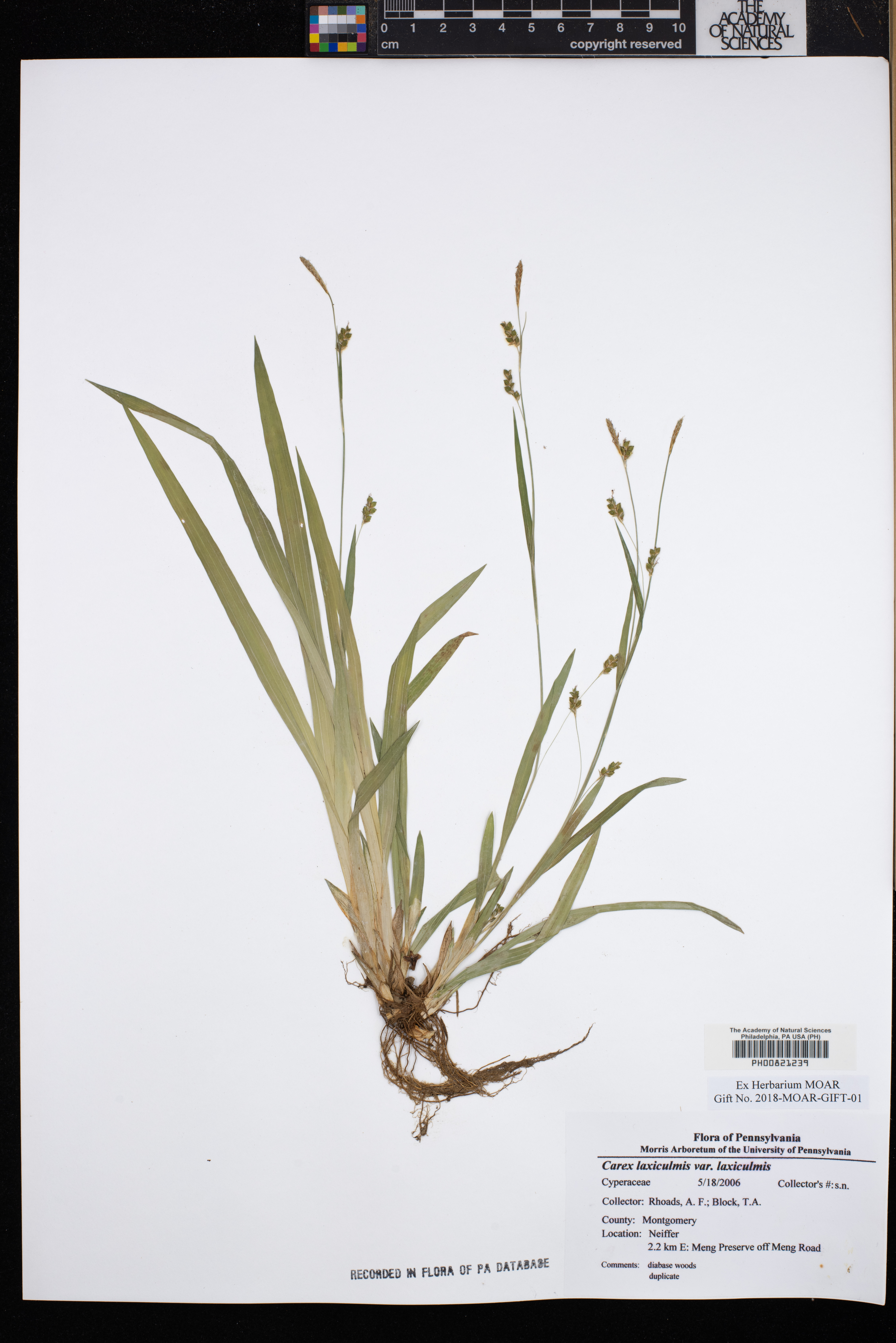 Carex laxiculmis var. laxiculmis image