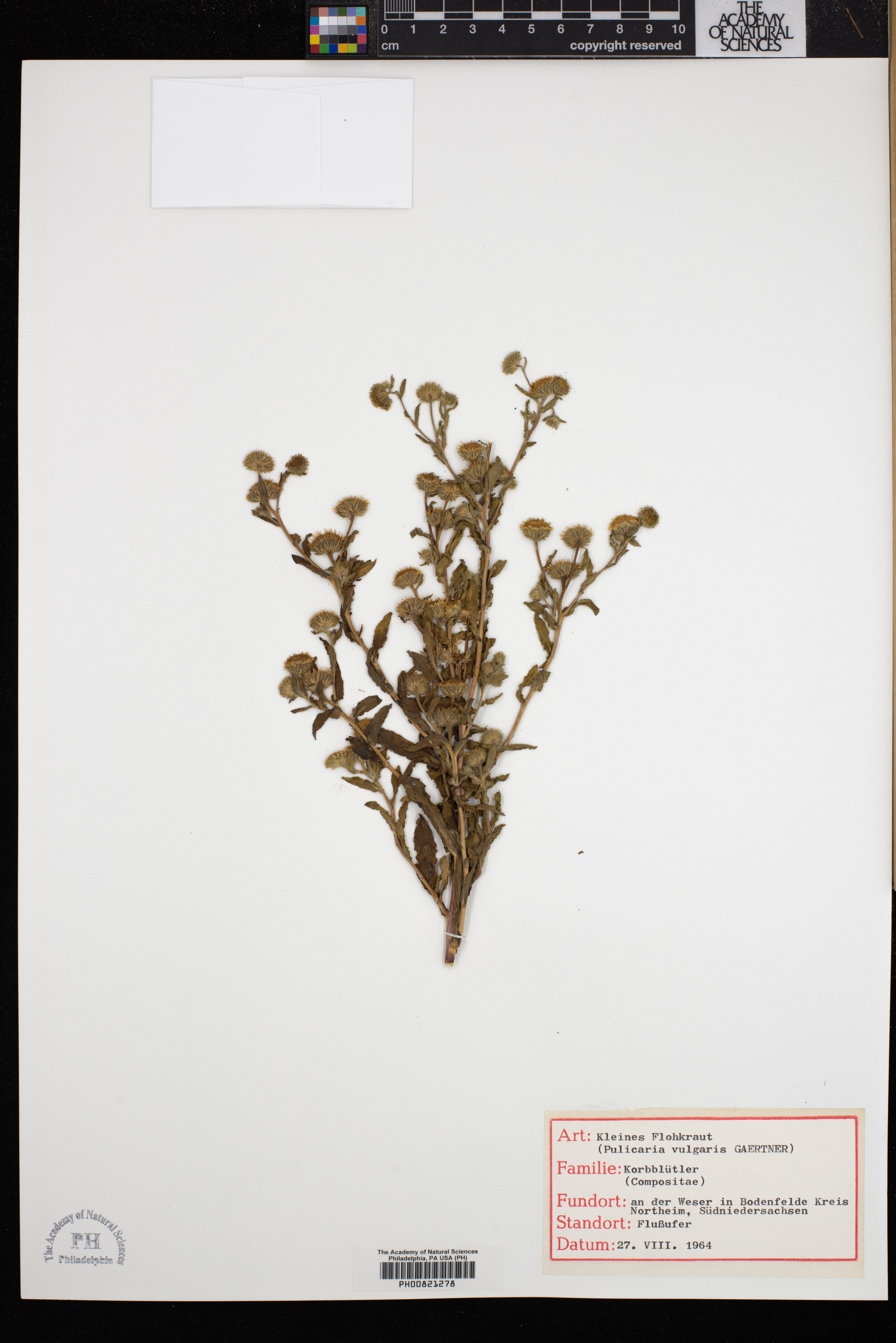 Pulicaria vulgaris image