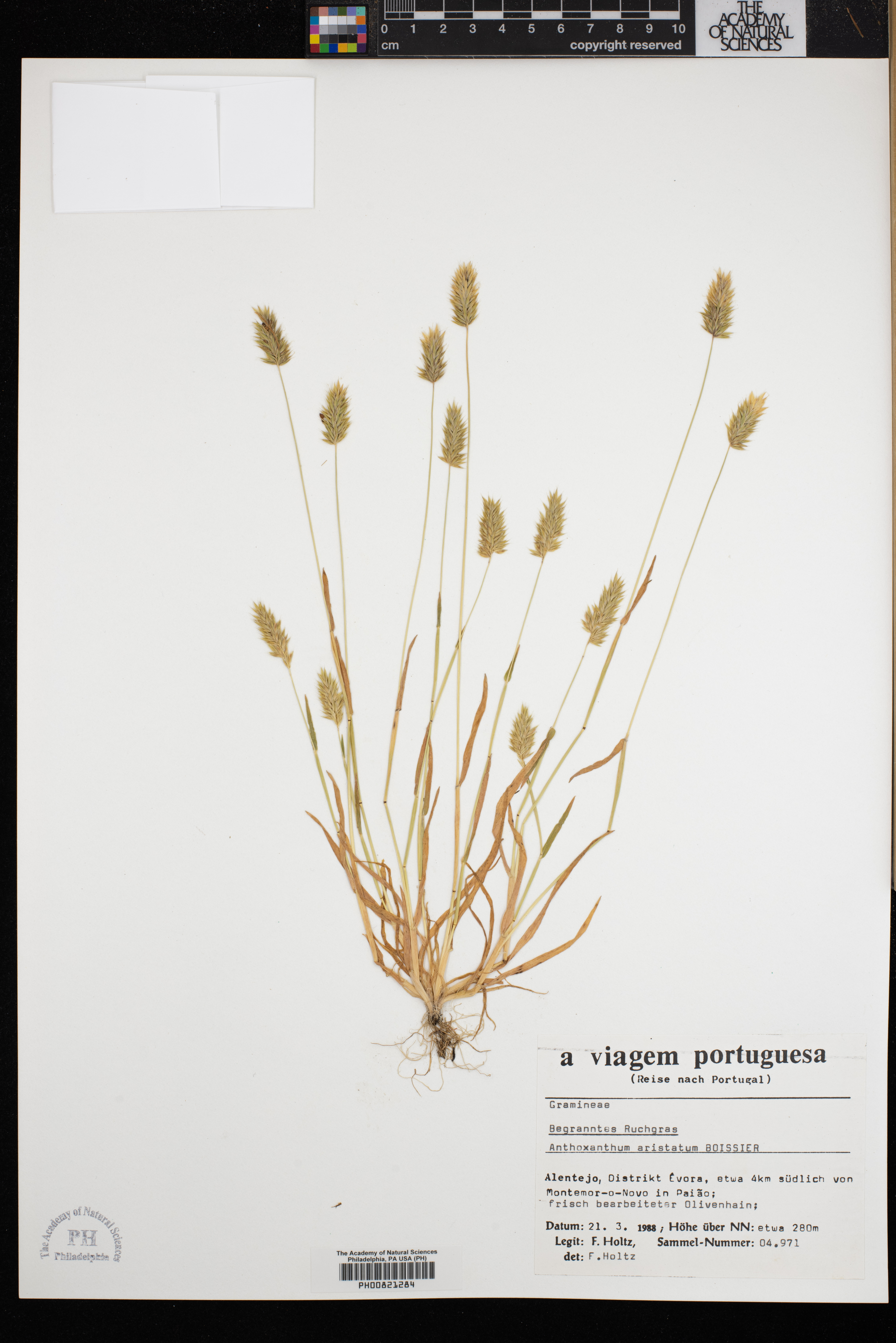 Anthoxanthum aristatum image