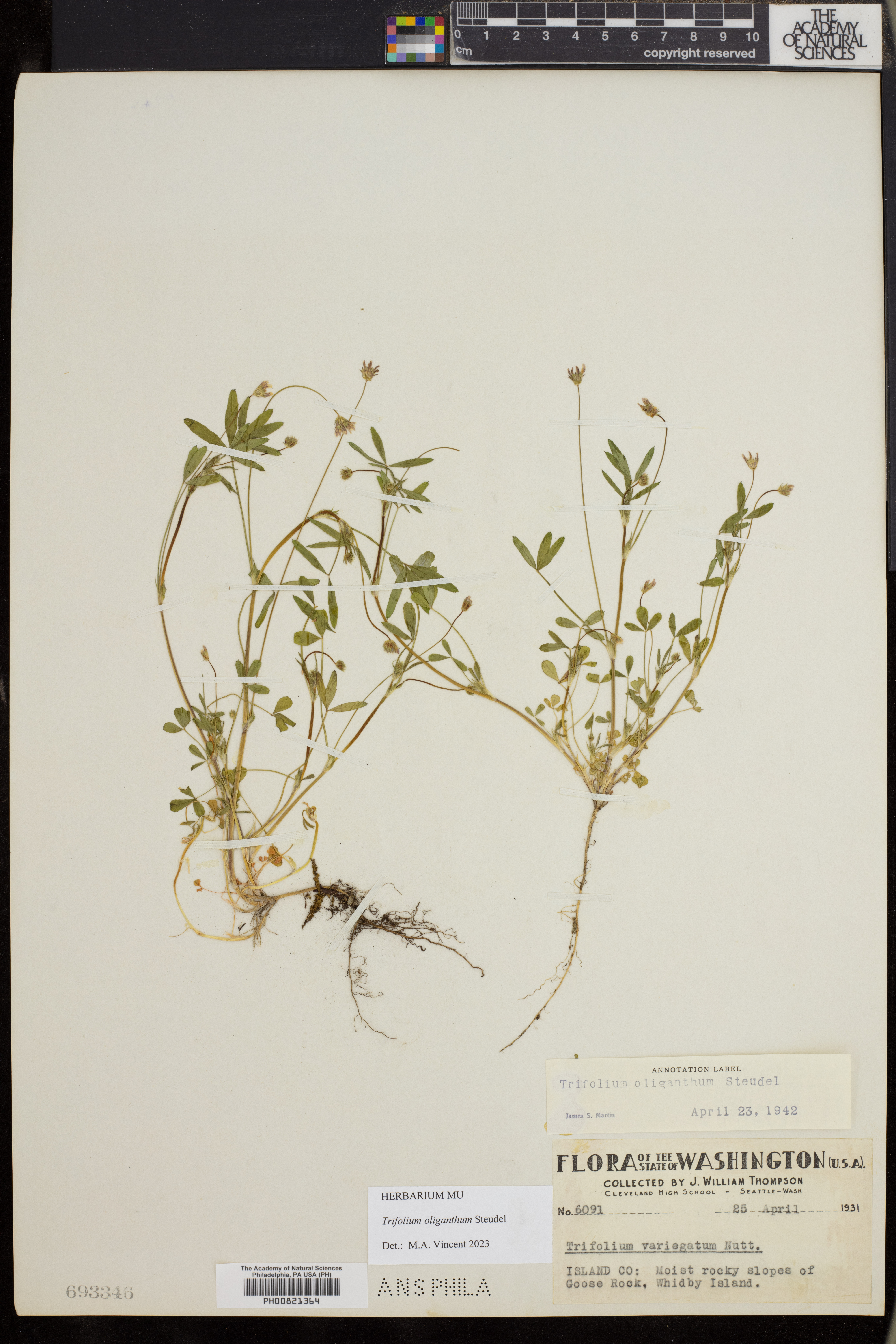 Trifolium oliganthum image