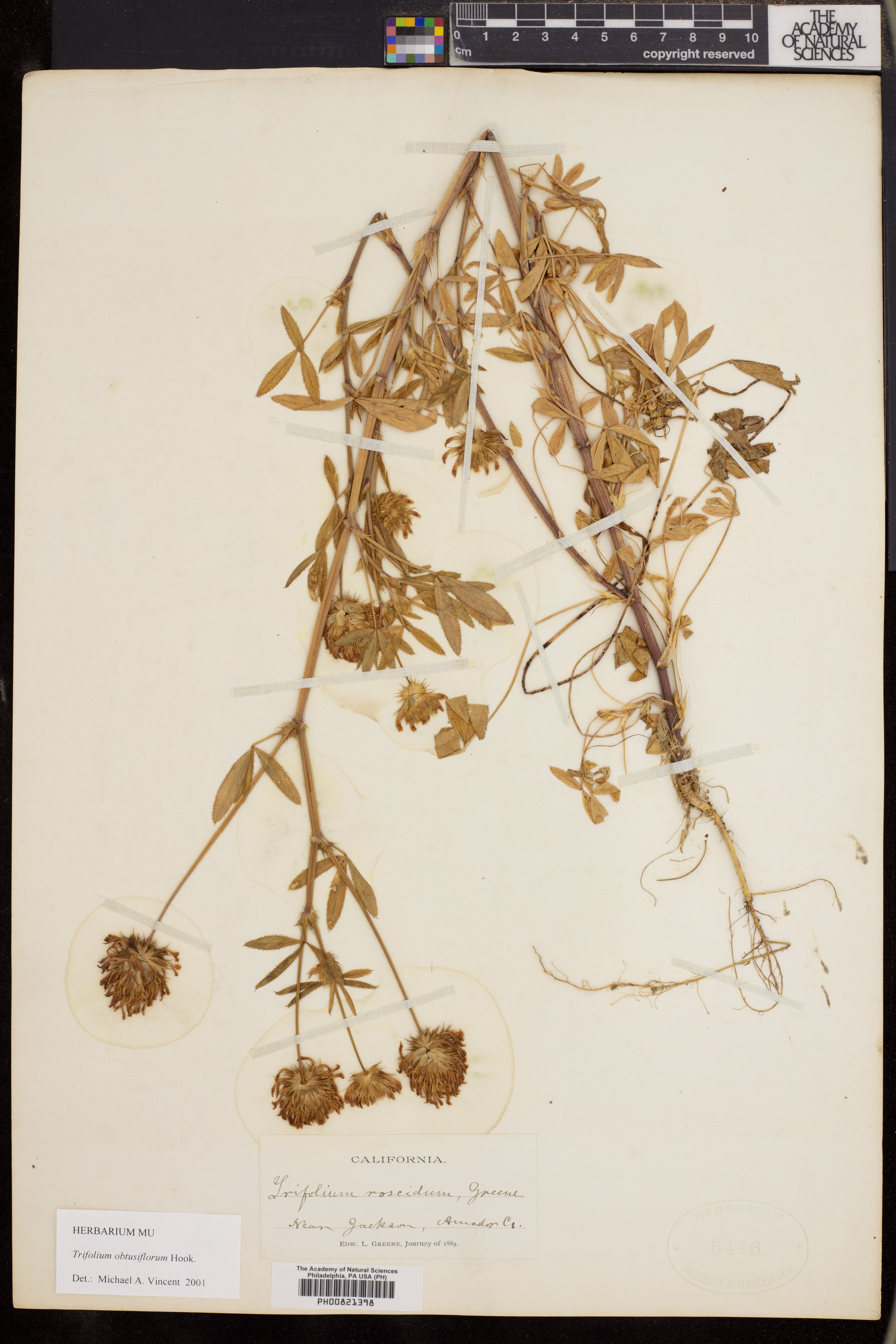 Trifolium obtusiflorum image