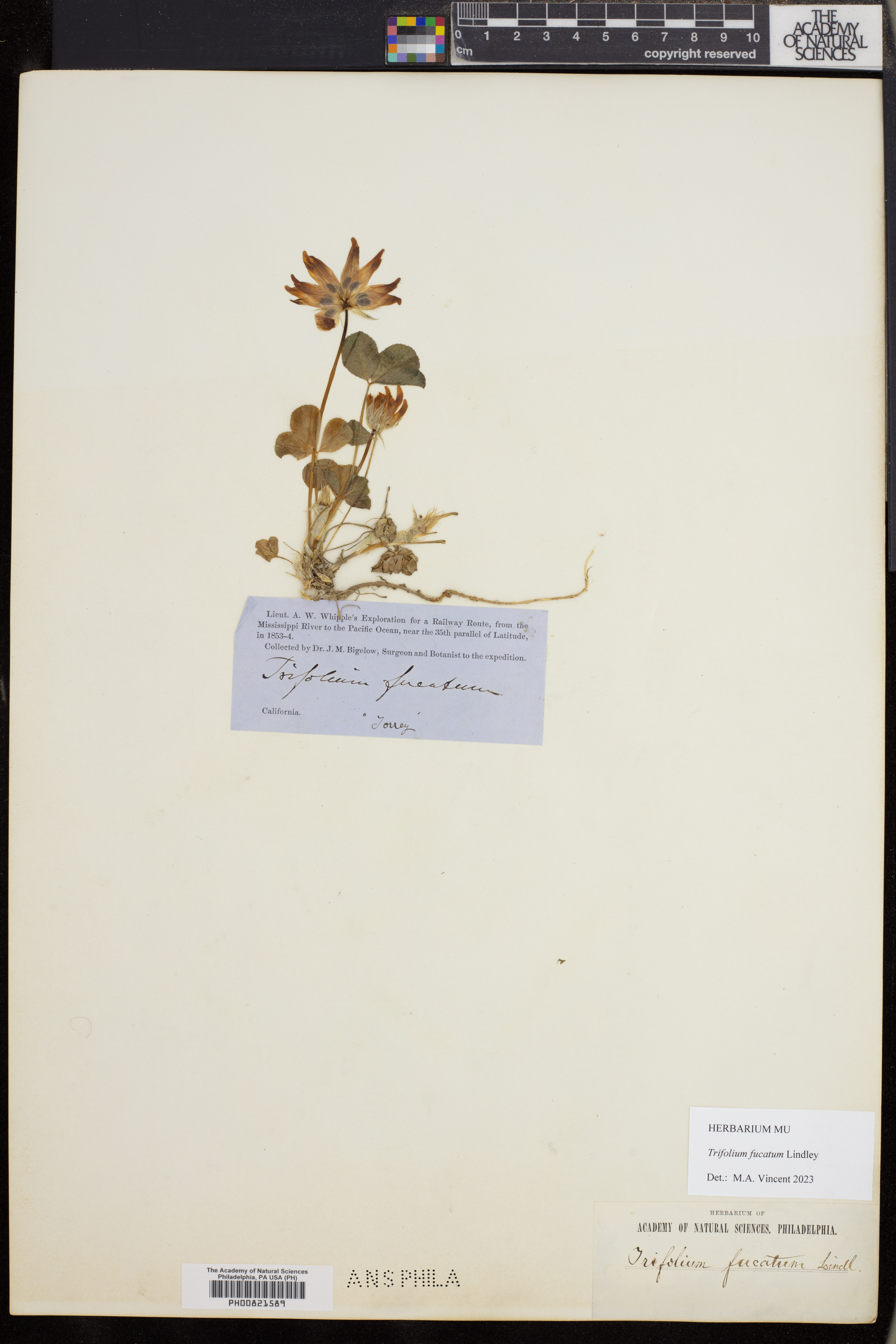 Trifolium fucatum image
