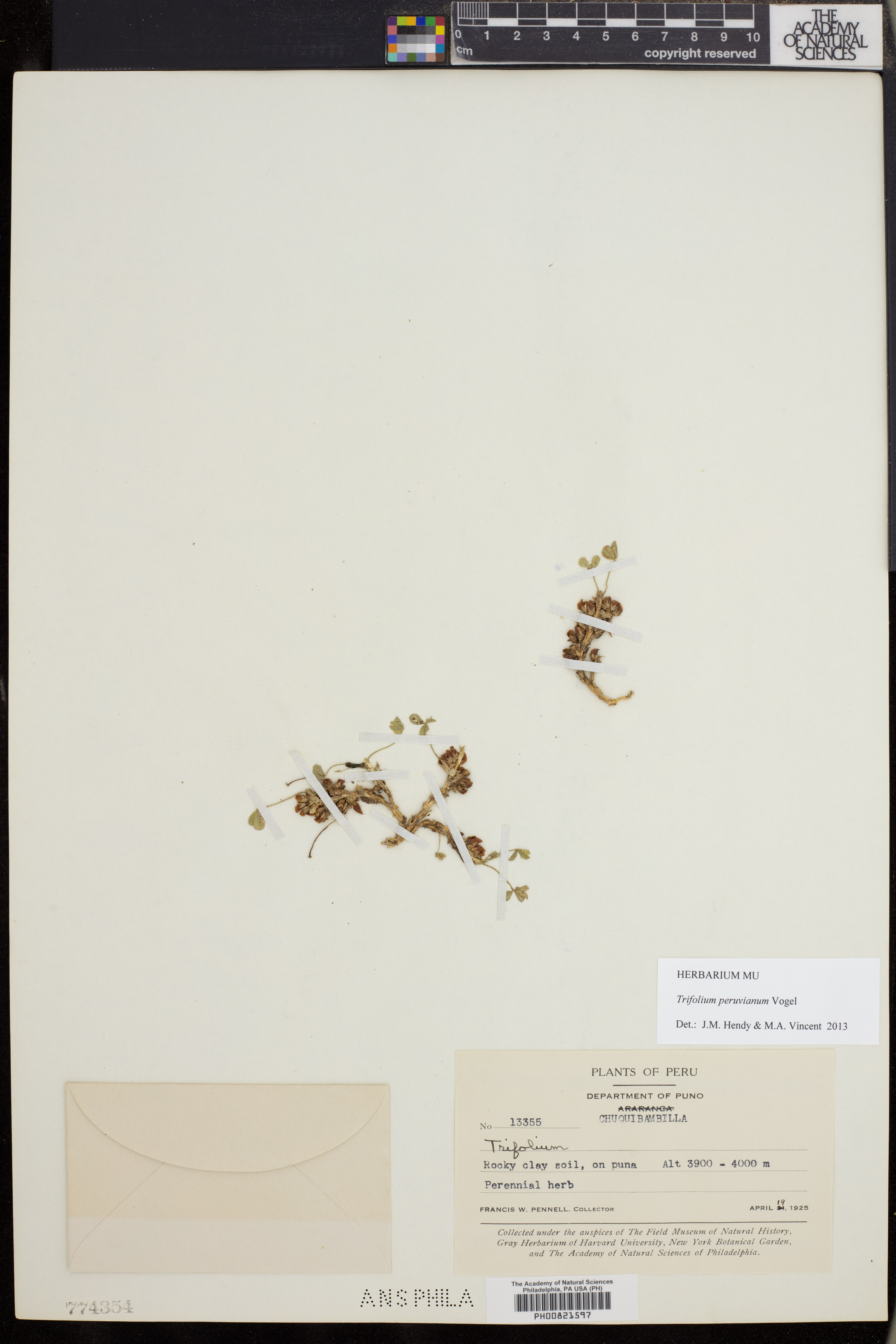 Trifolium peruvianum image