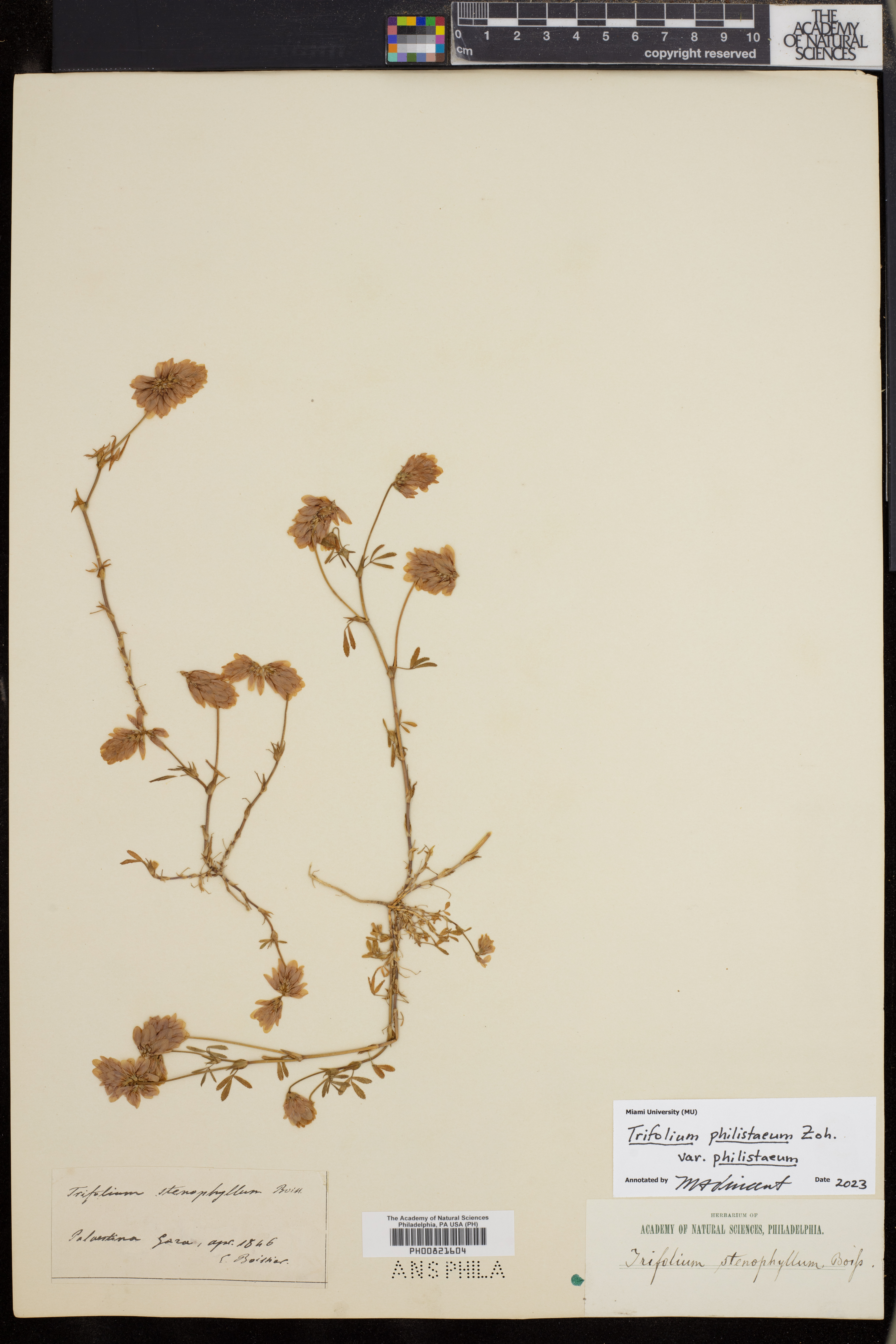 Trifolium philistaeum image
