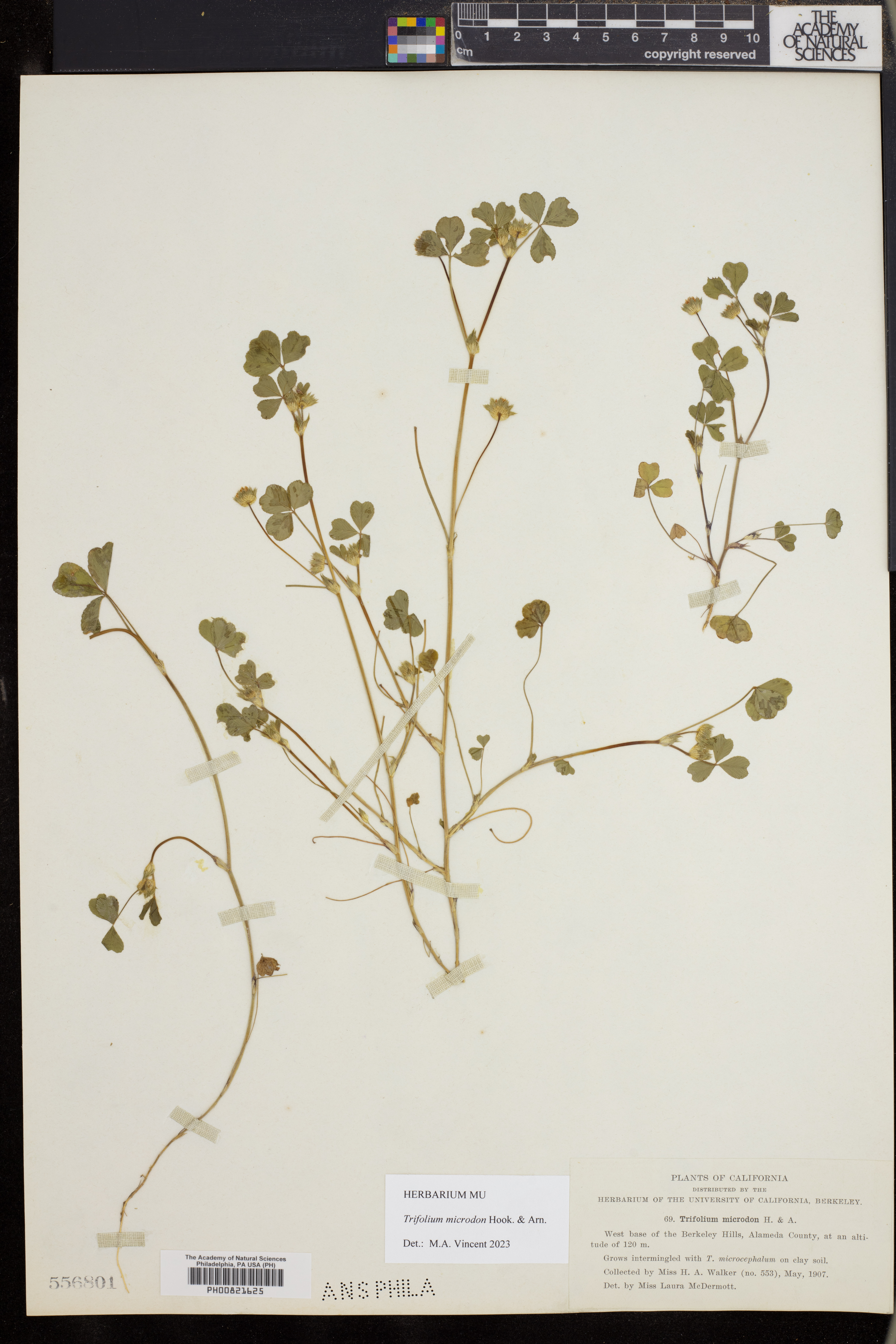 Trifolium microdon image