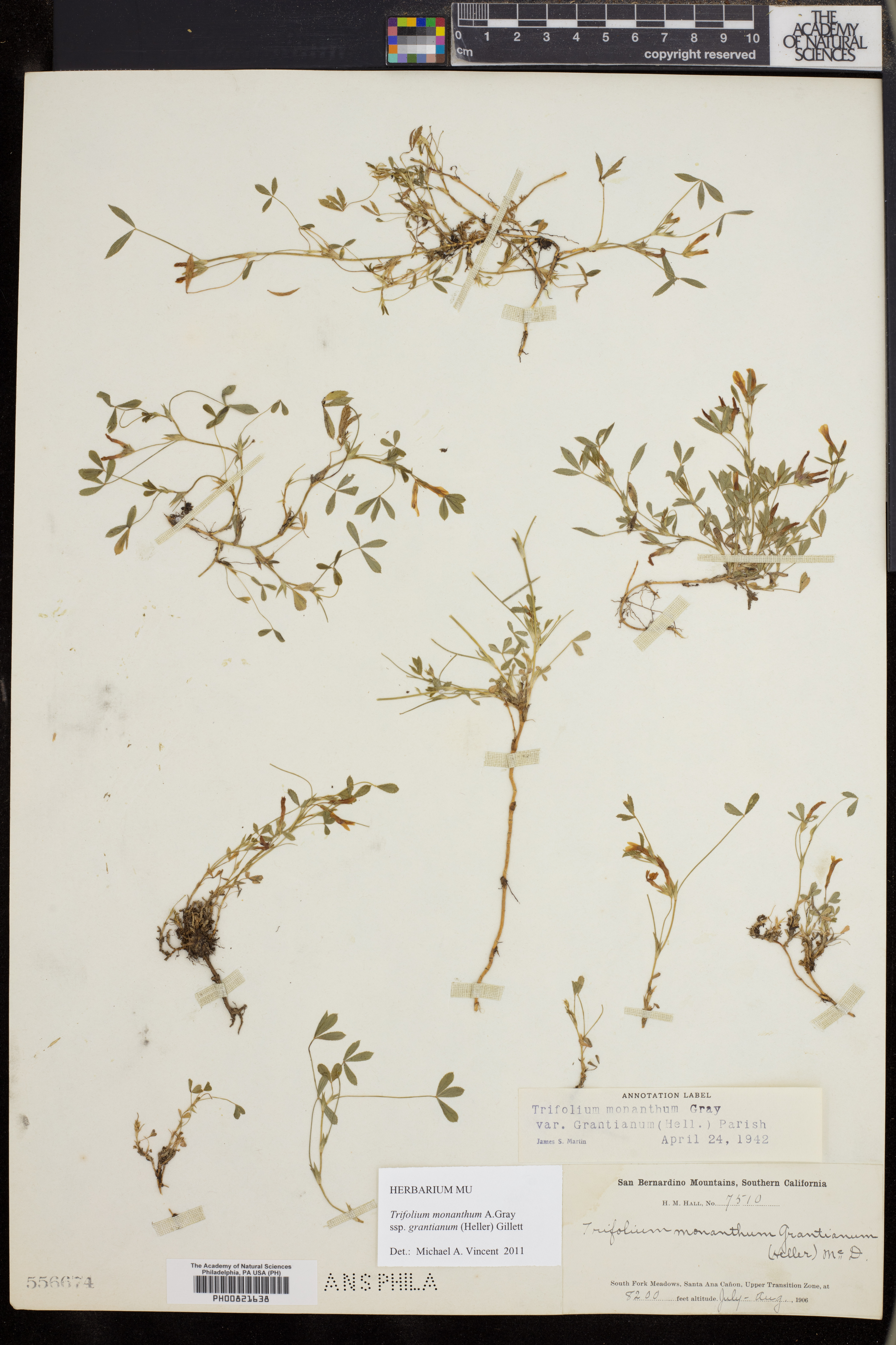 Trifolium monanthum image