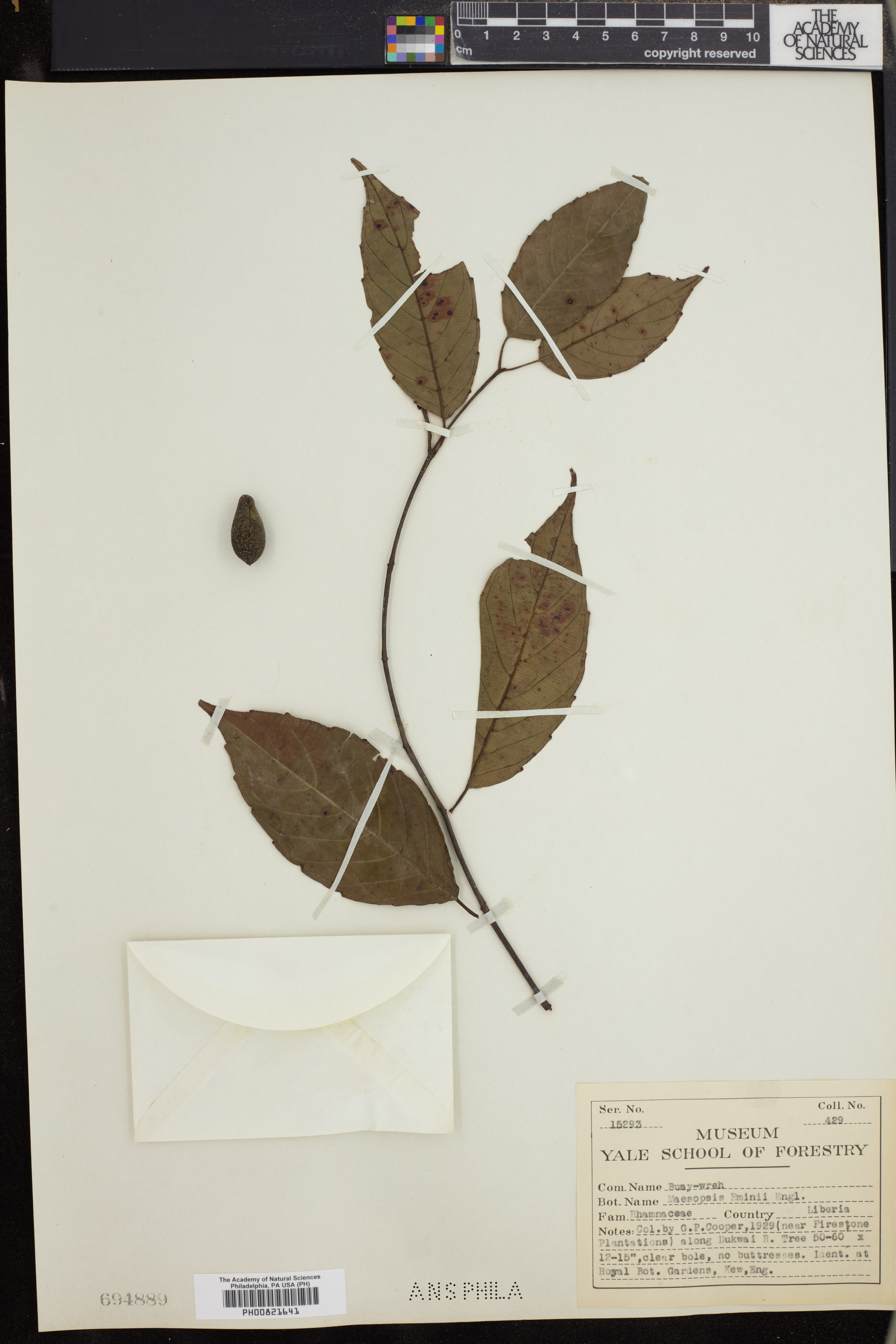 Maesopsis image