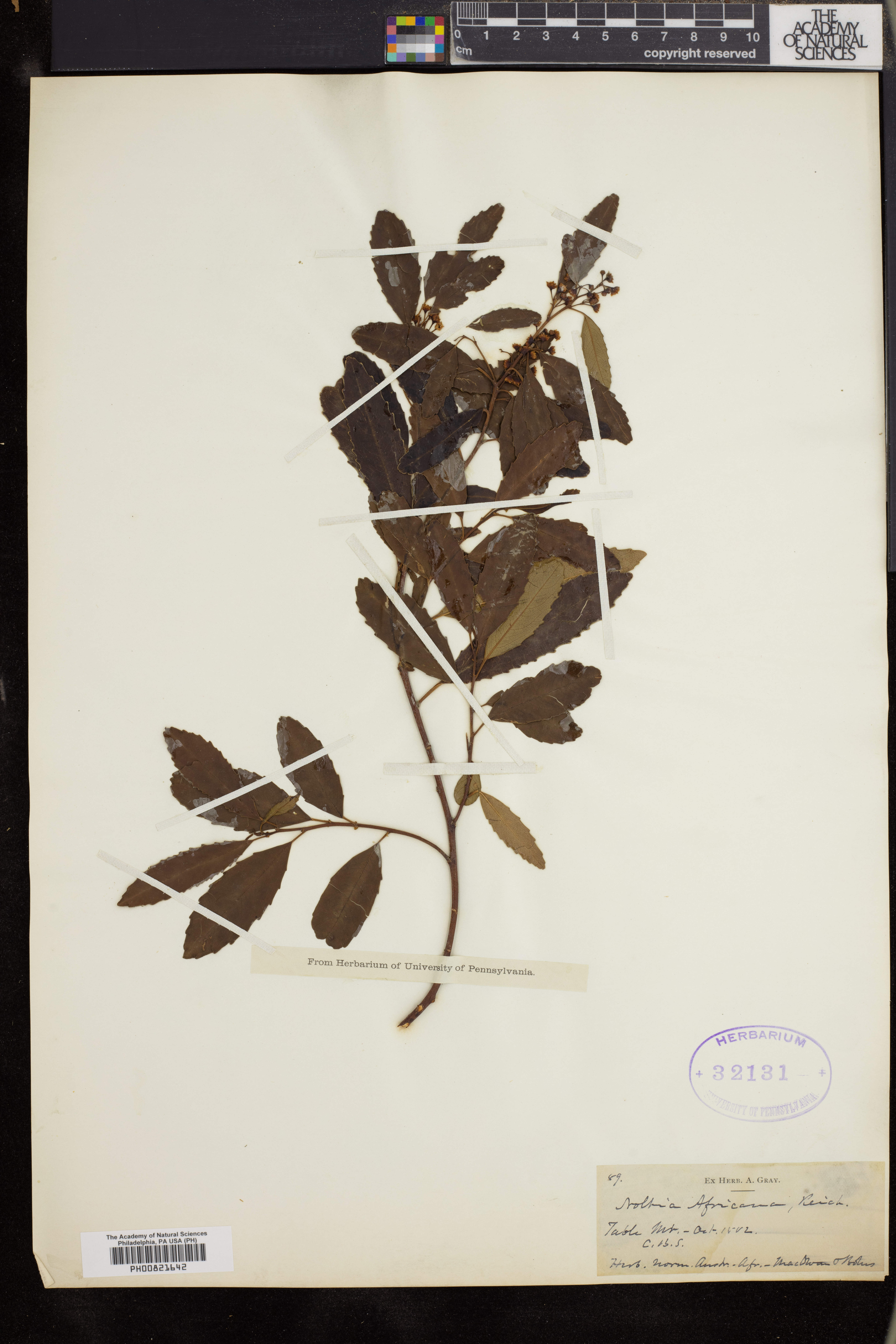 Noltea africana image
