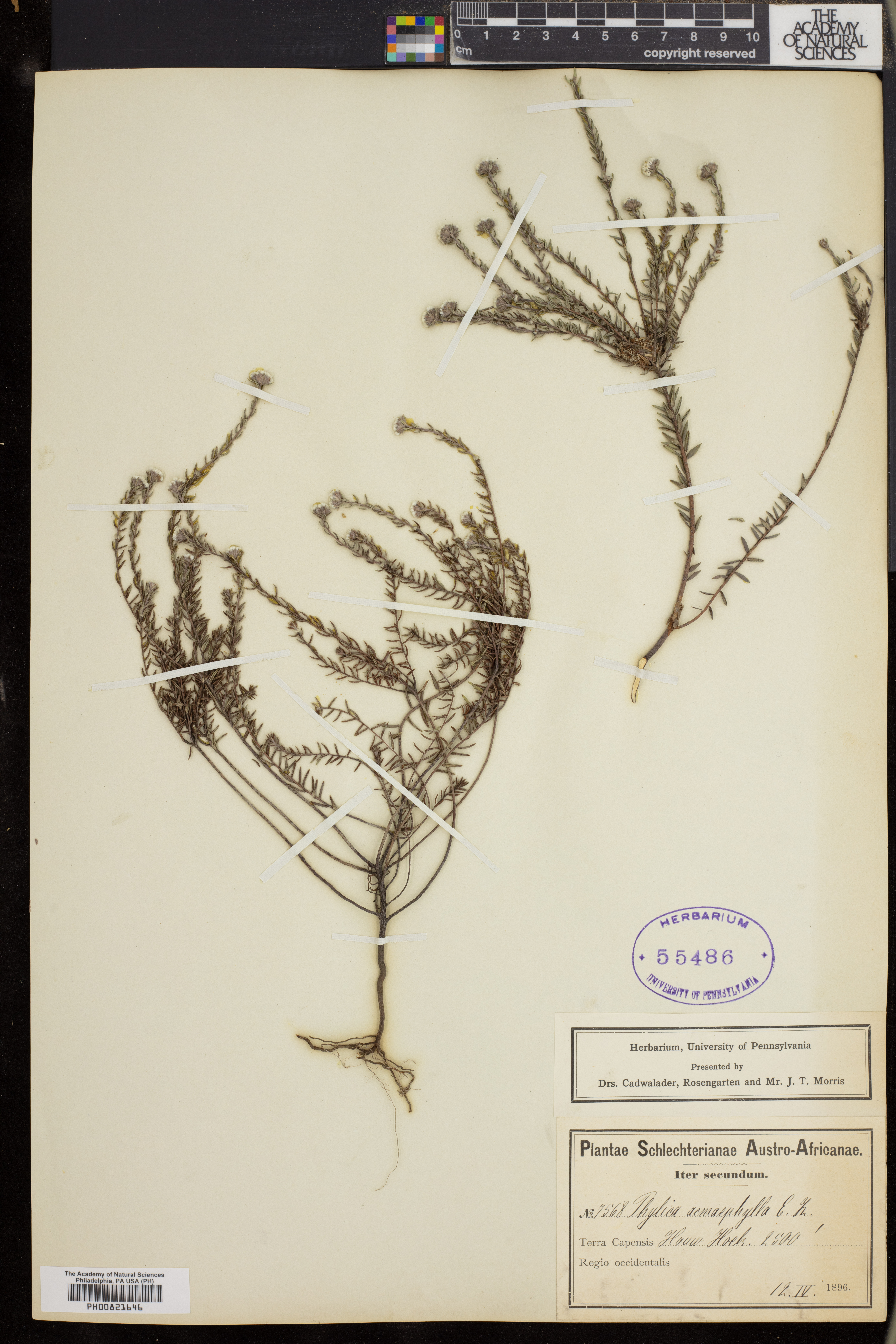 Phylica acmaephylla image