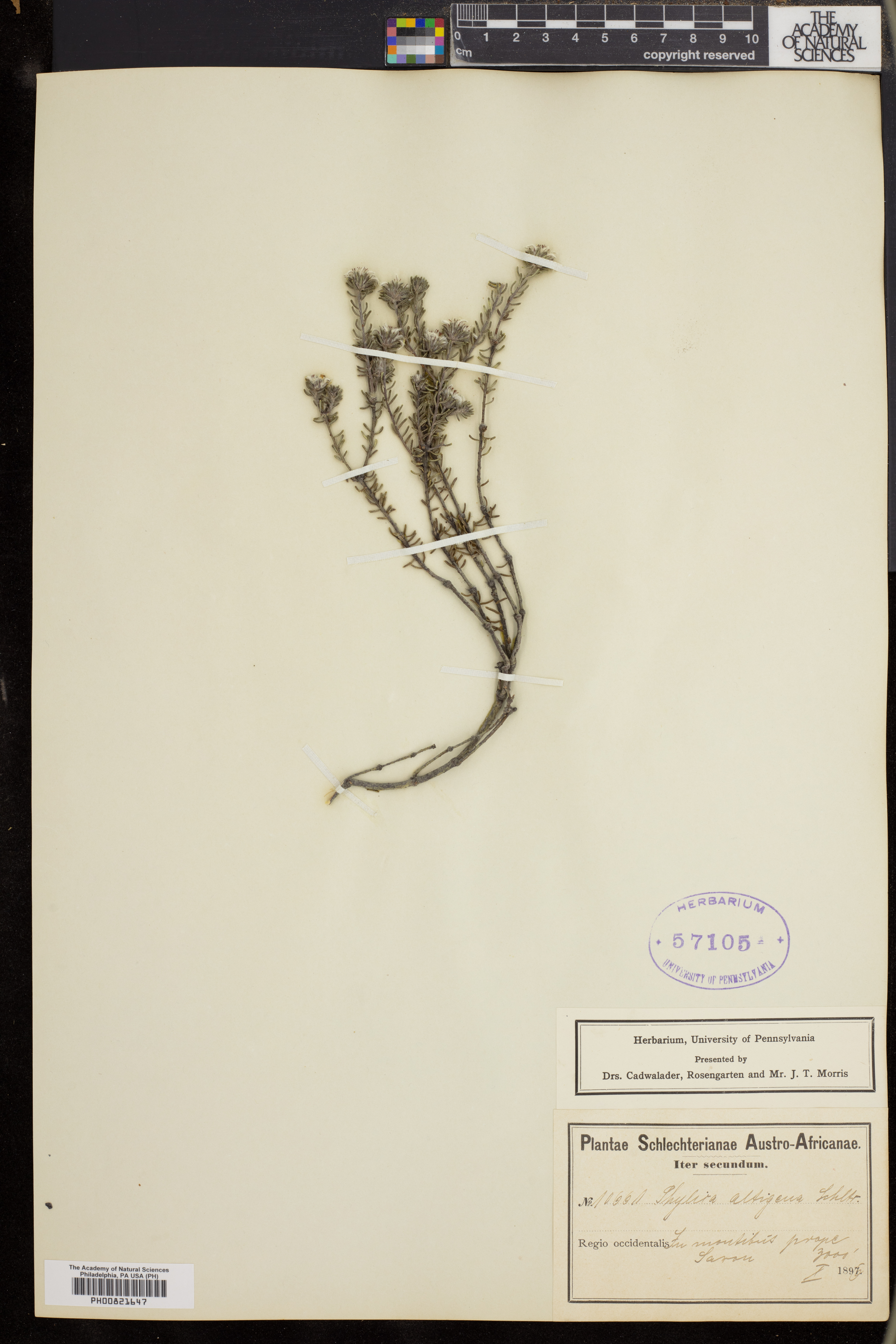 Phylica altigena image