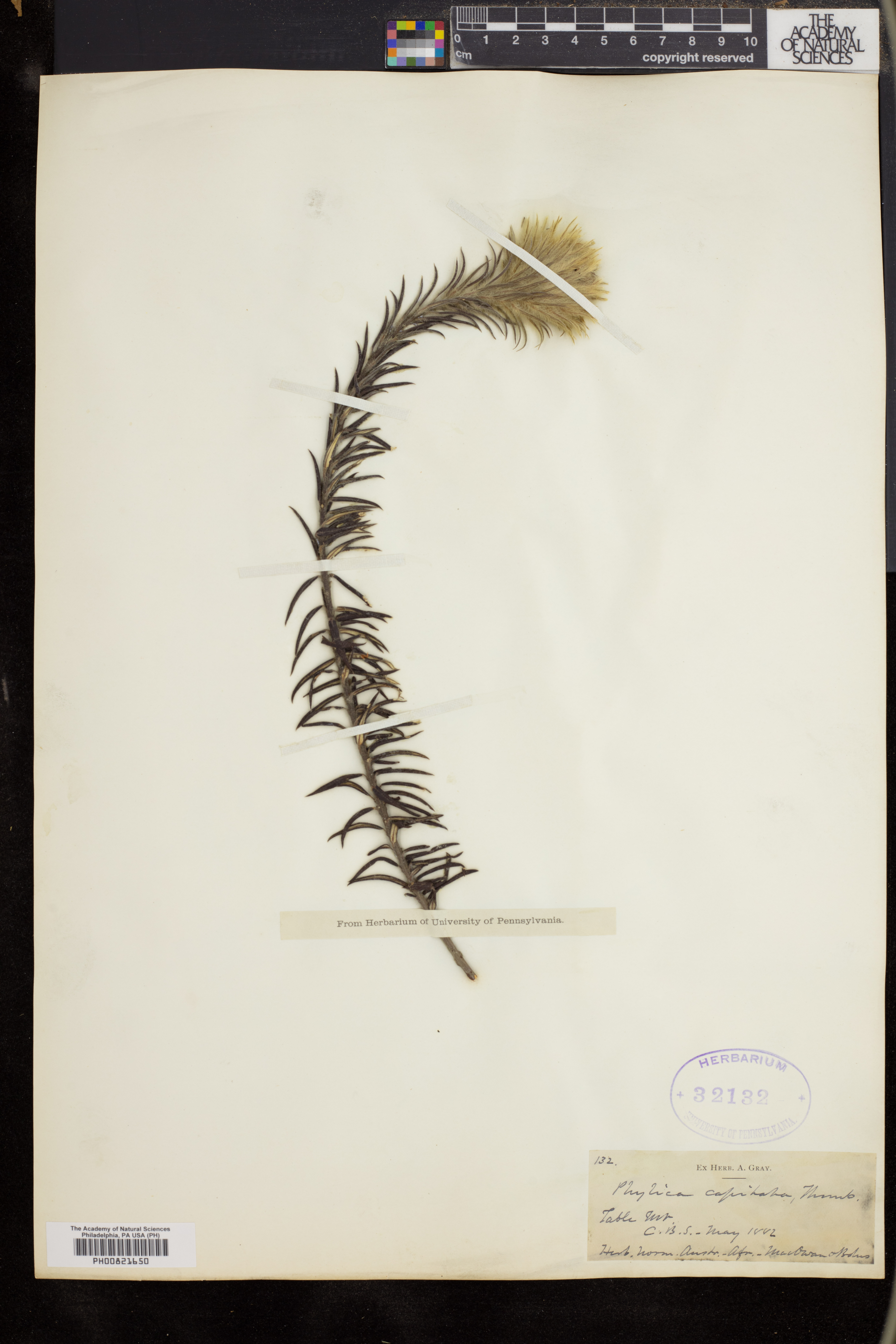 Phylica rigida image