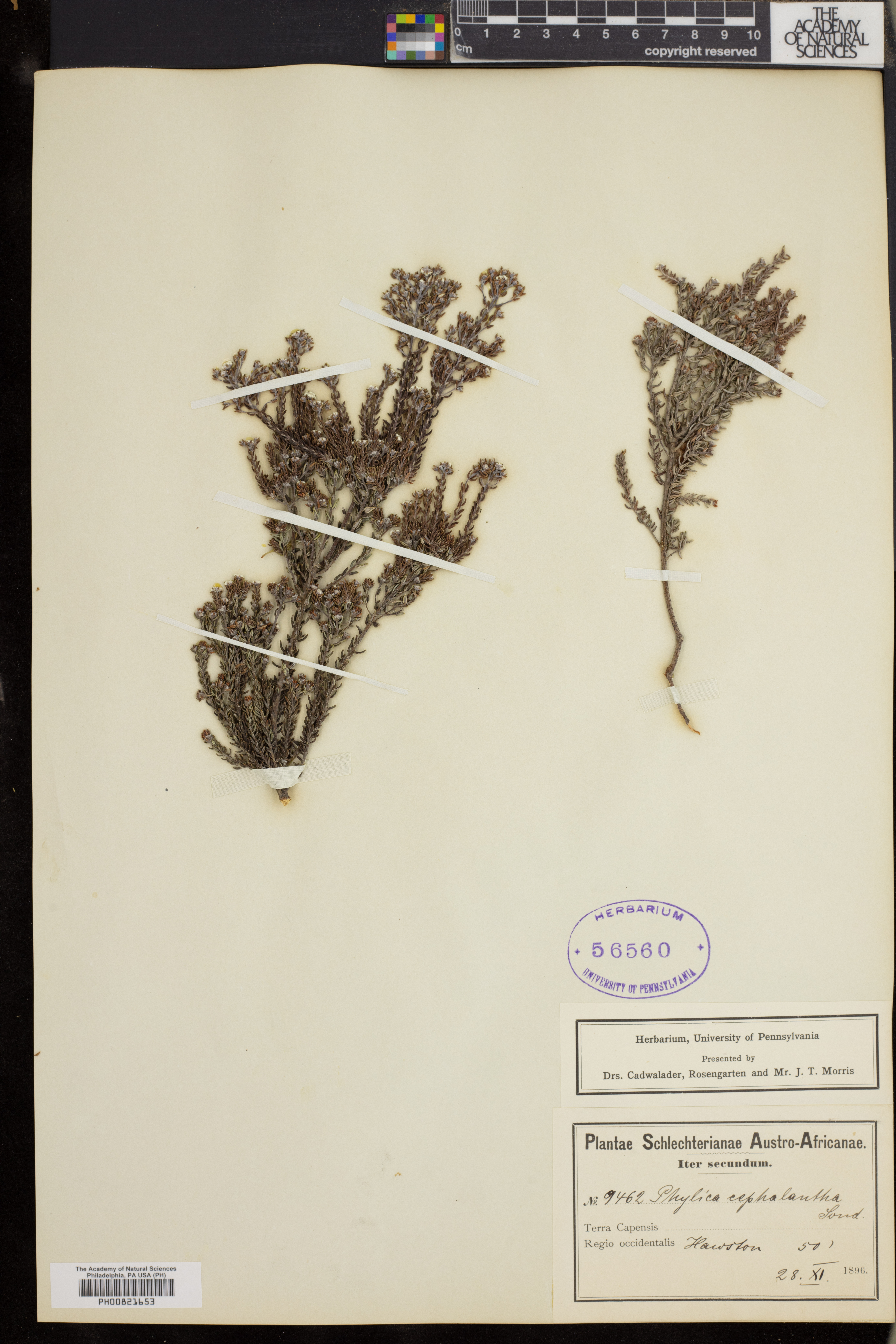 Phylica cephalantha image
