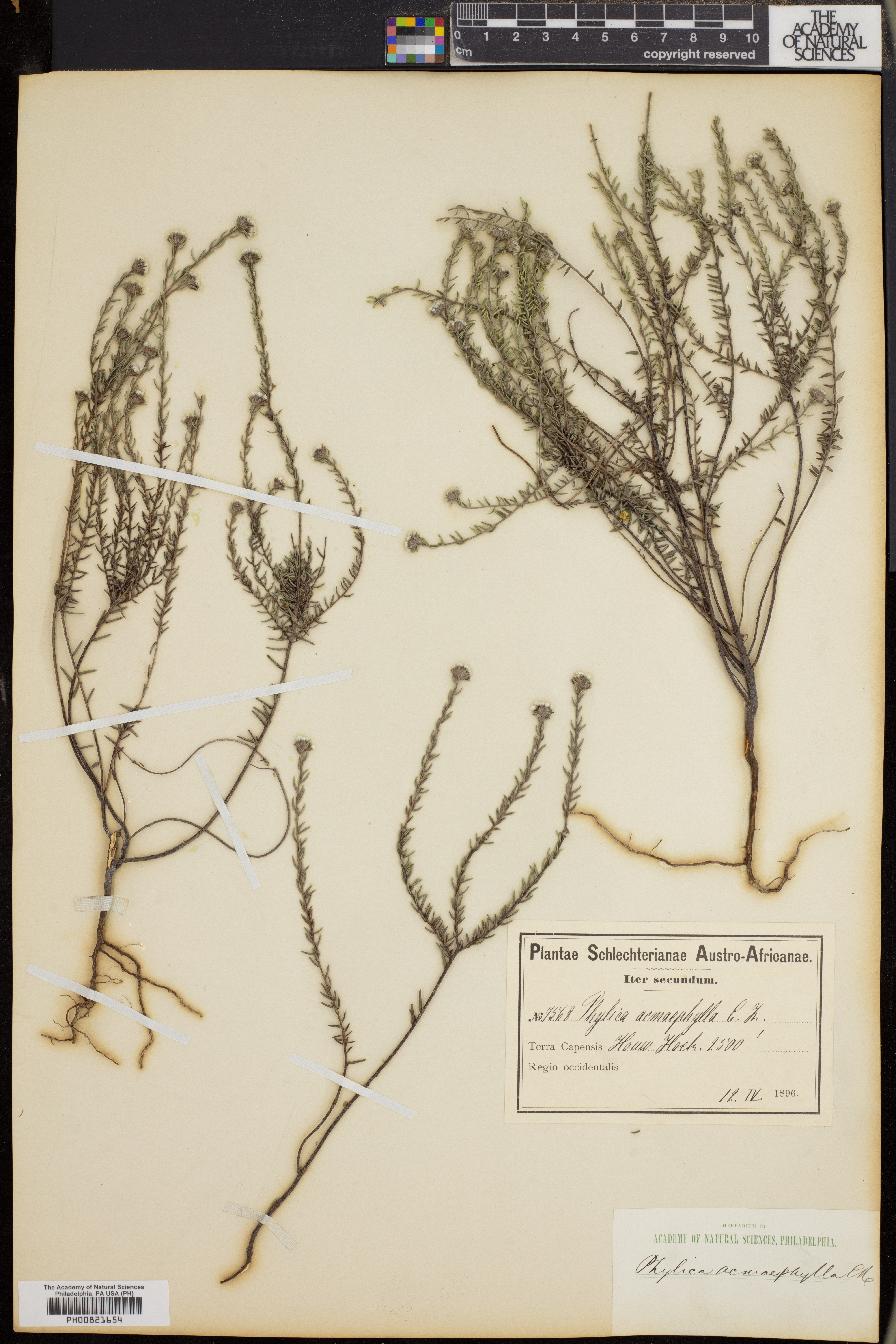 Phylica acmaephylla image