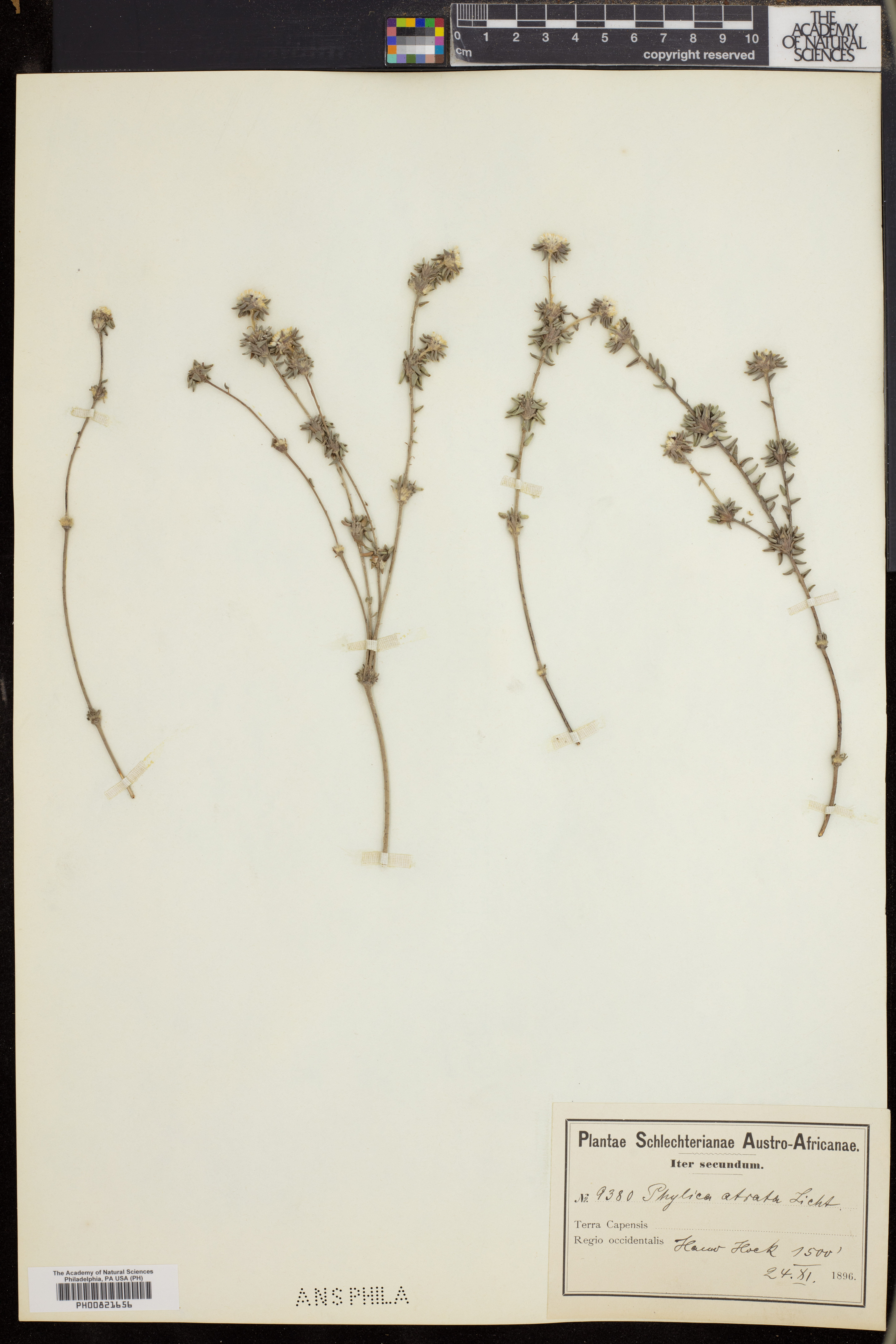 Phylica atrata image