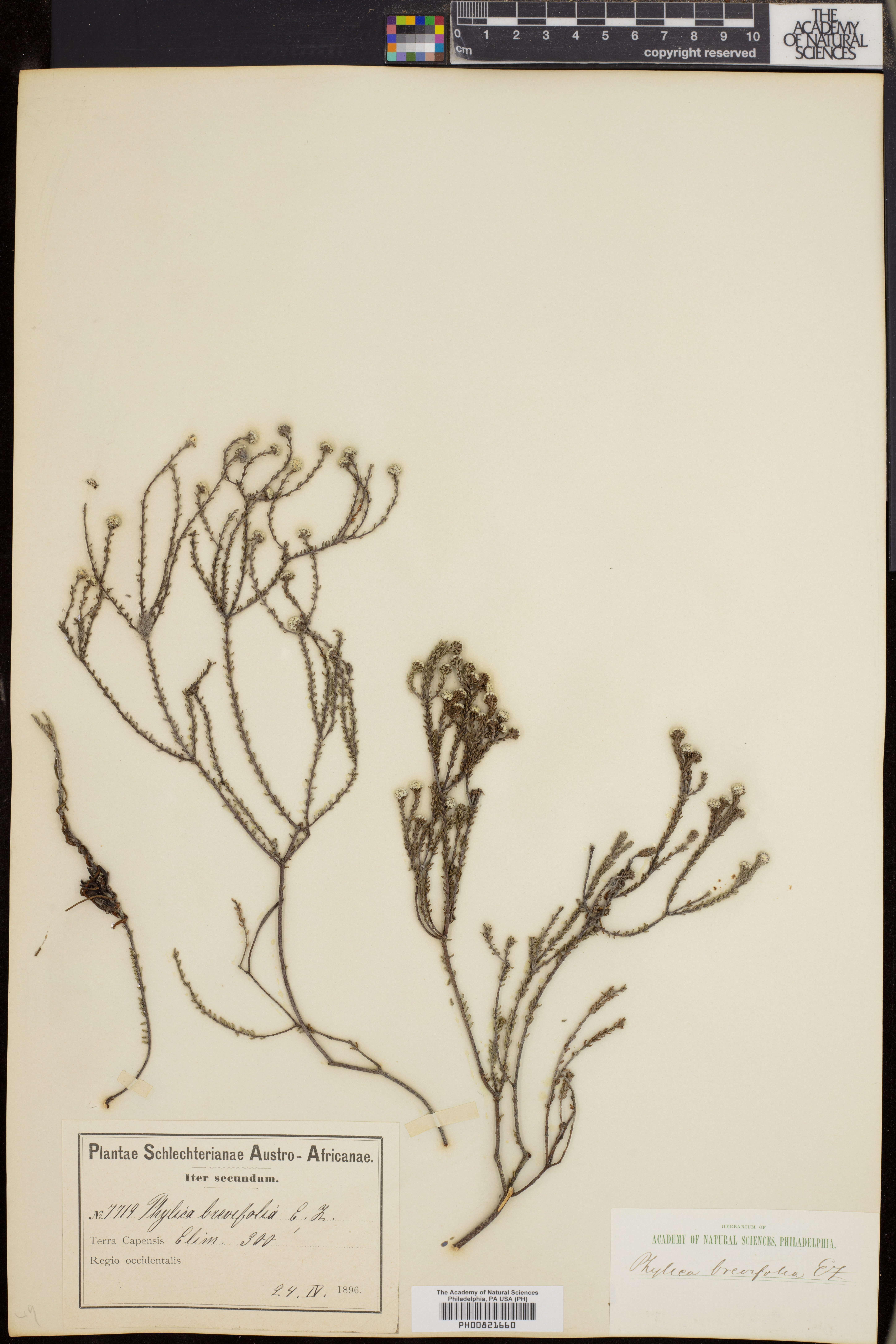 Phylica brevifolia image