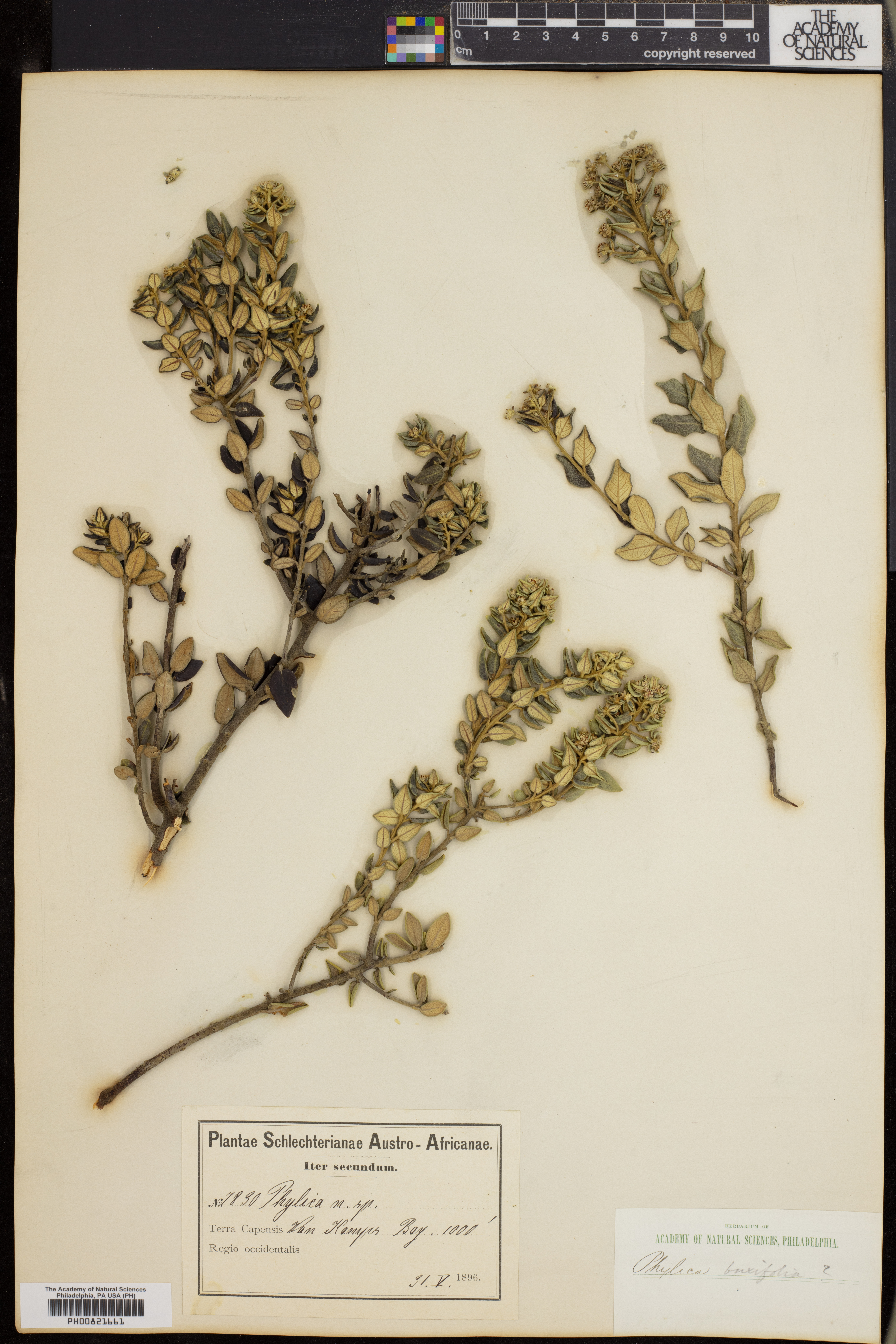 Phylica buxifolia image
