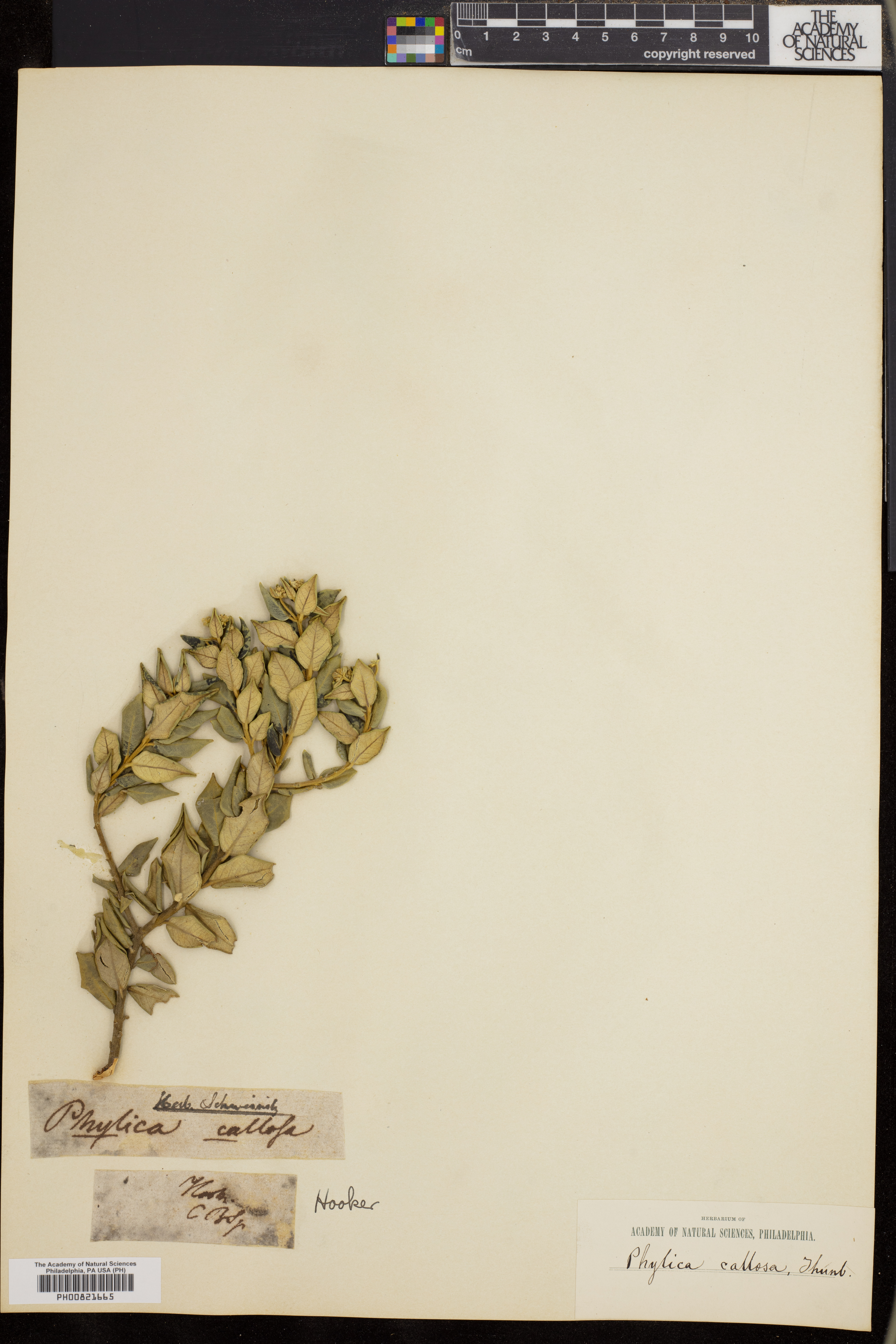 Phylica callosa image