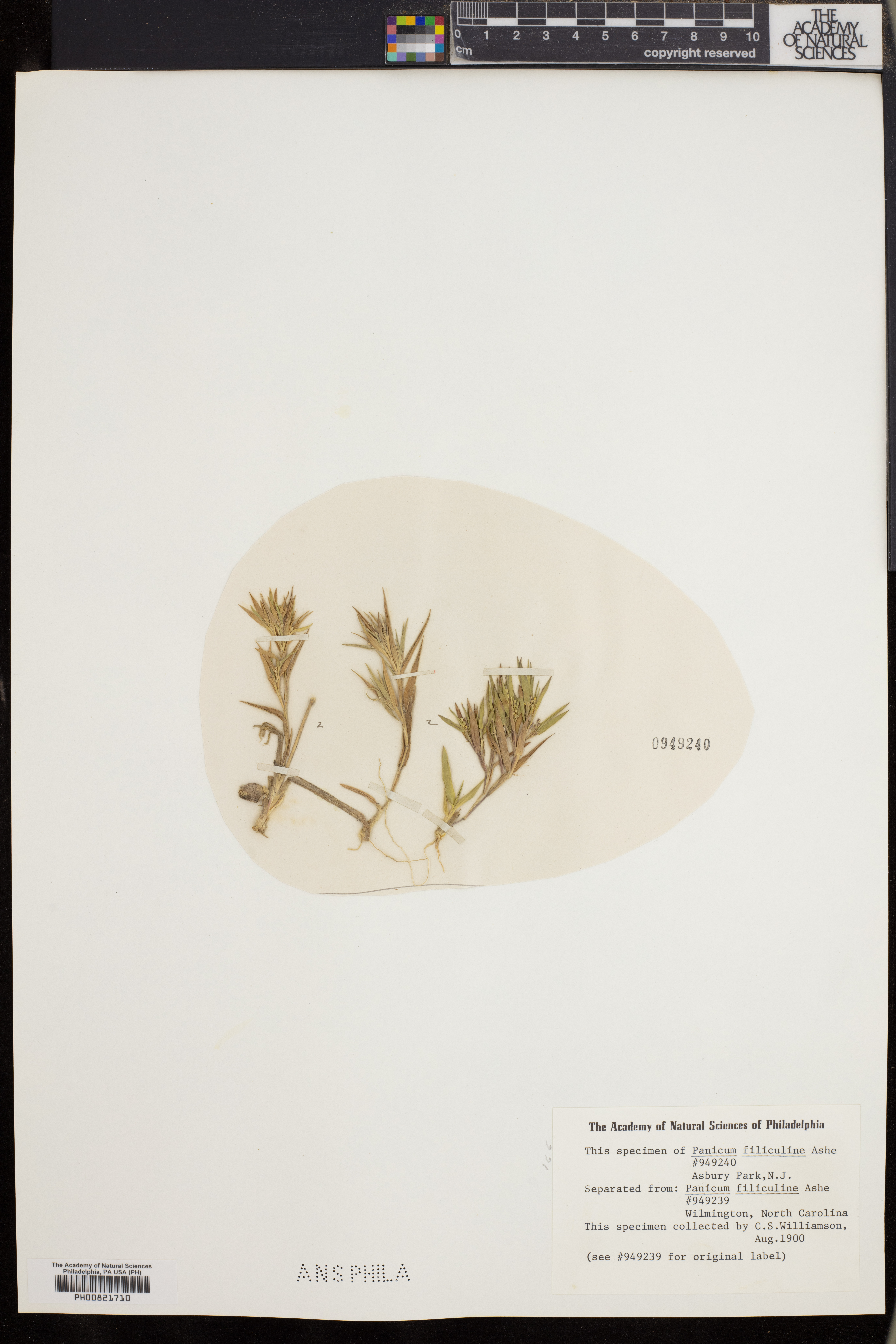 Dichanthelium meridionale image