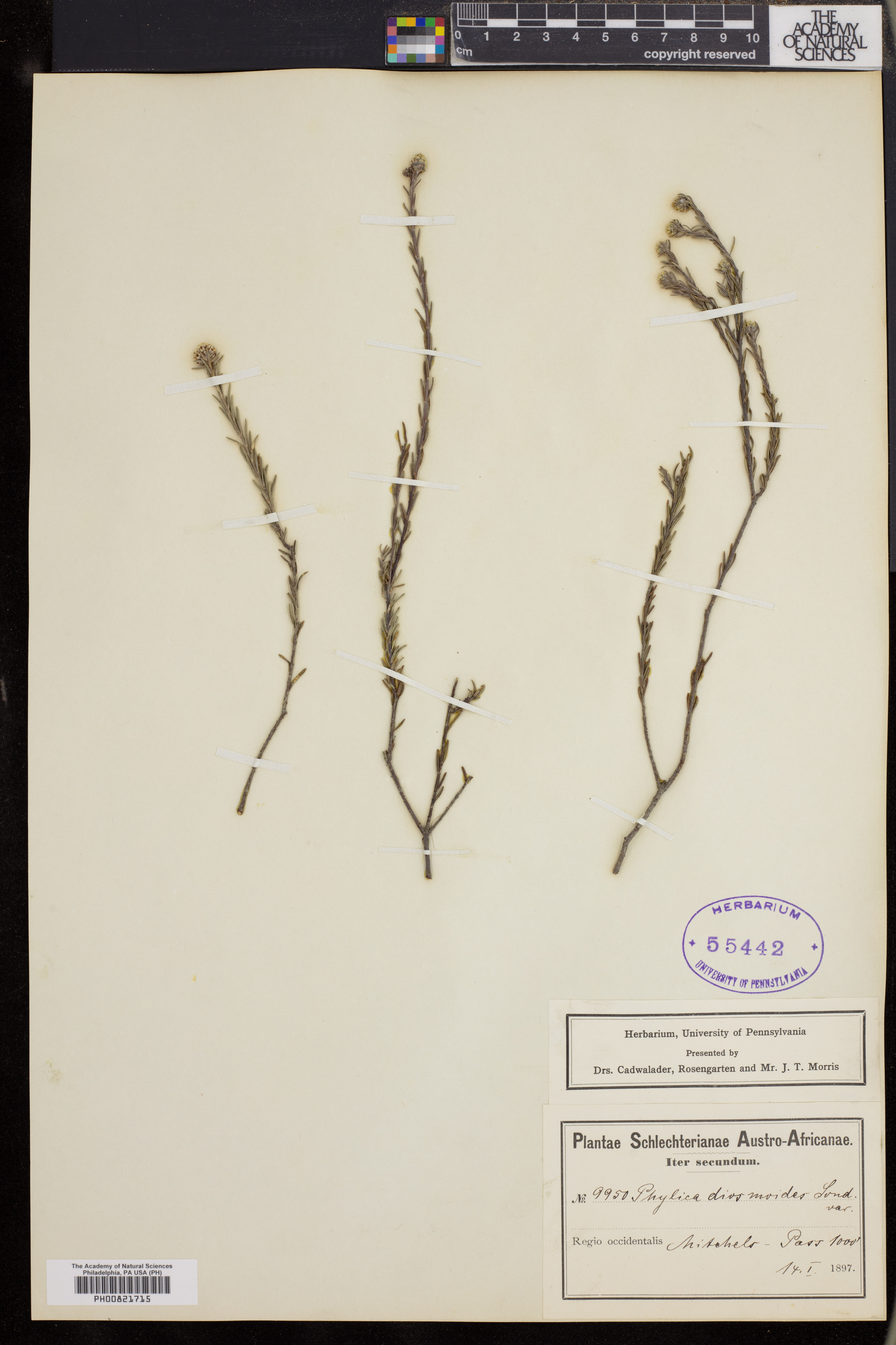 Phylica diosmoides image
