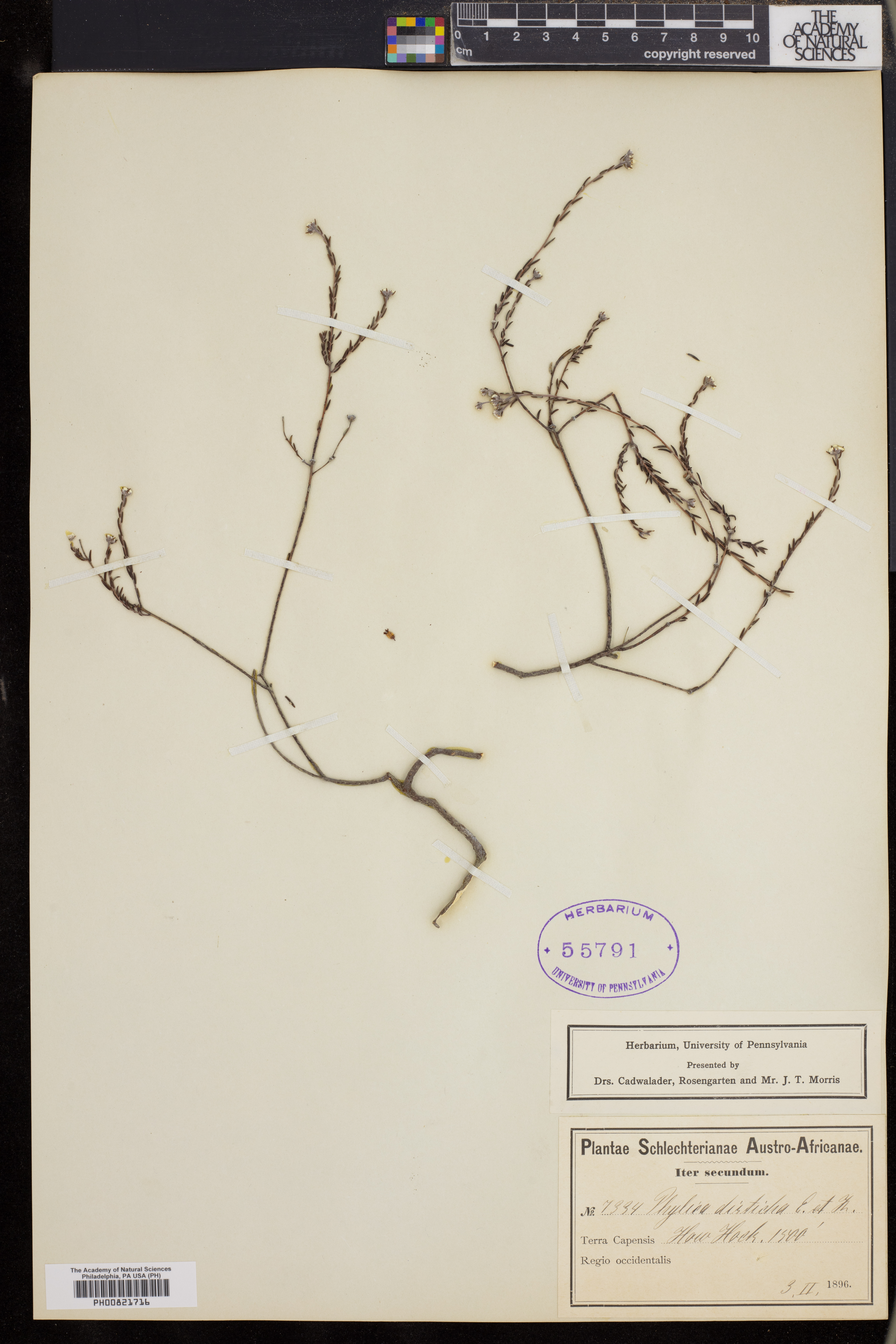 Phylica disticha image