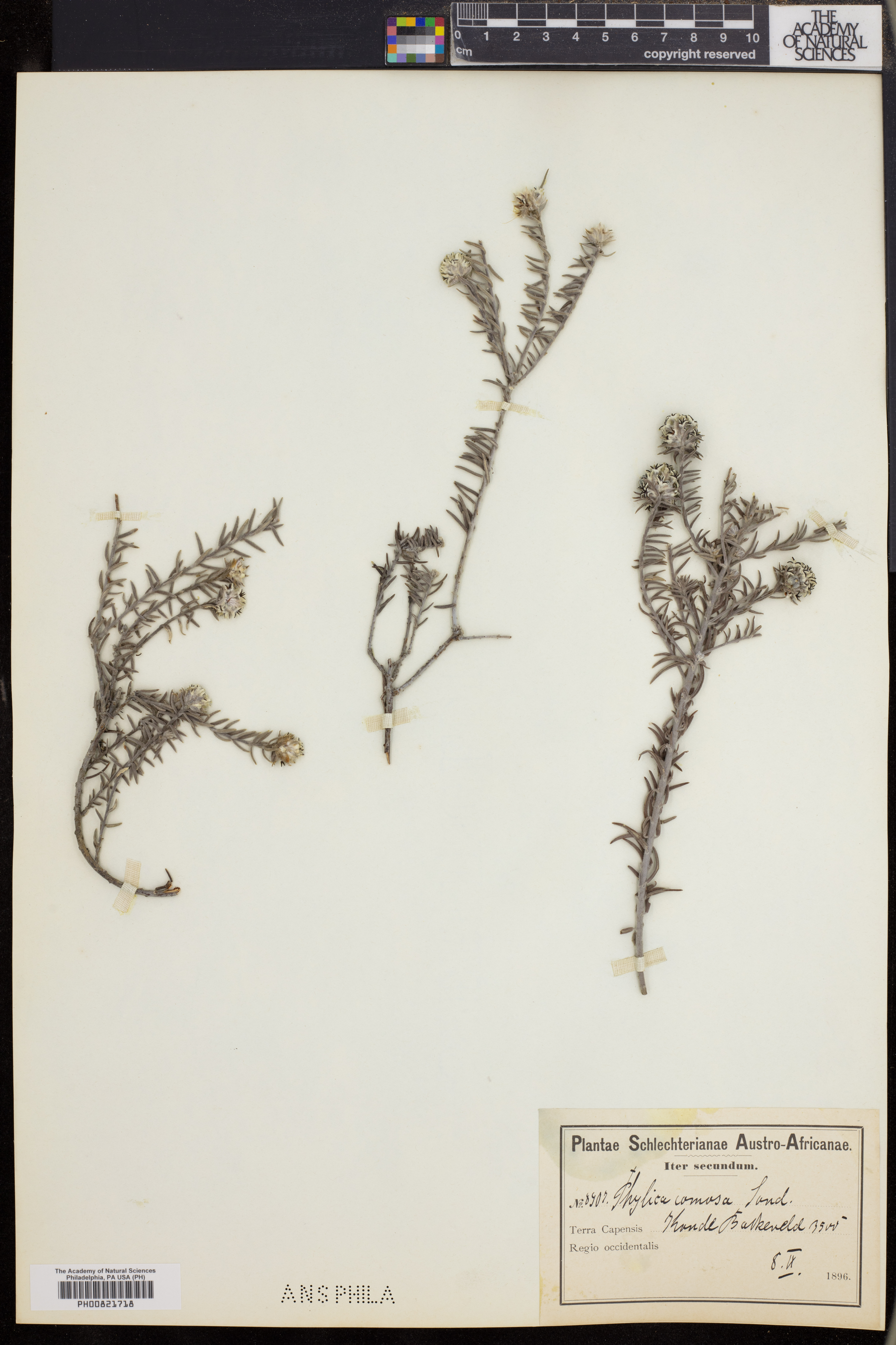 Phylica comosa image