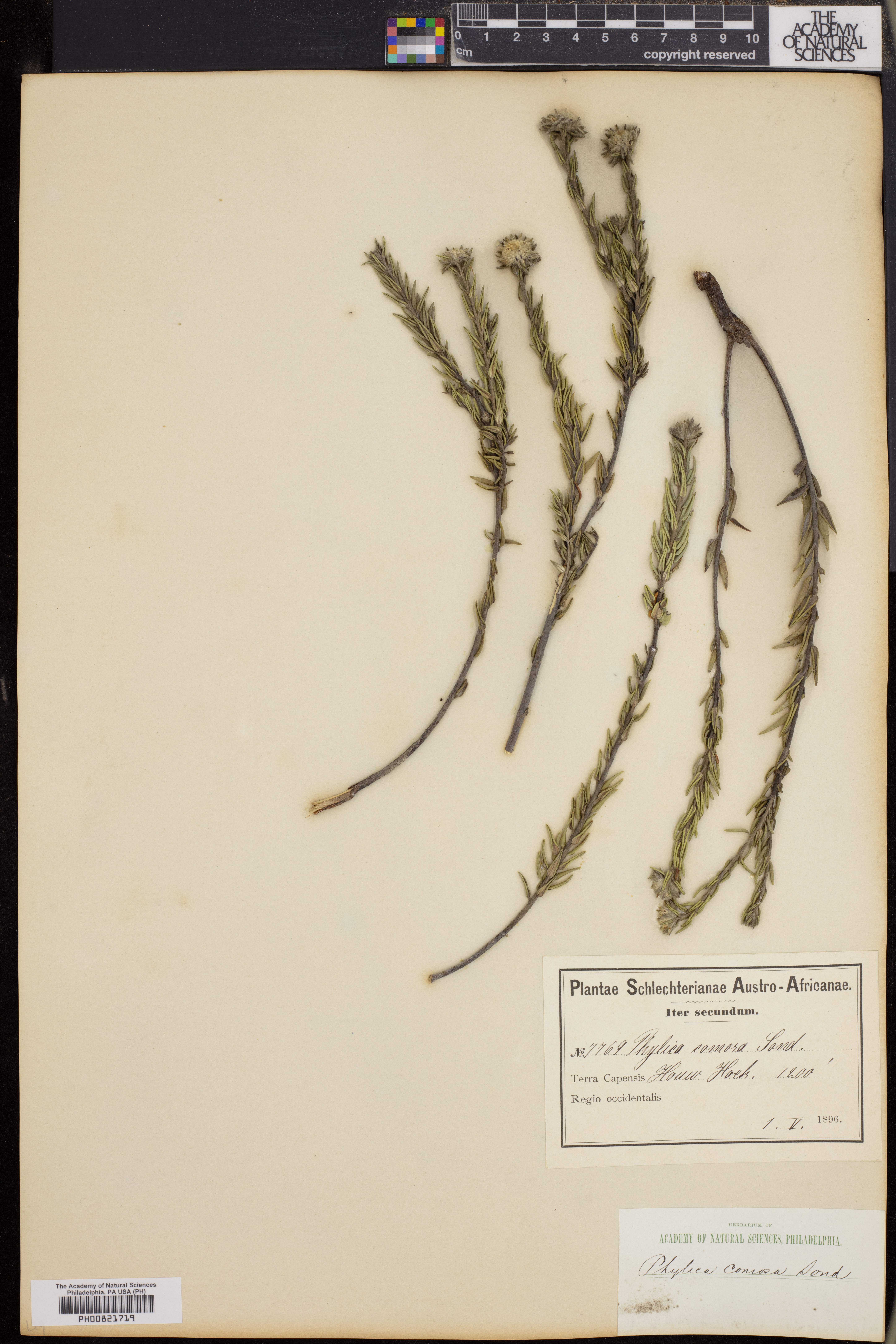 Phylica comosa image