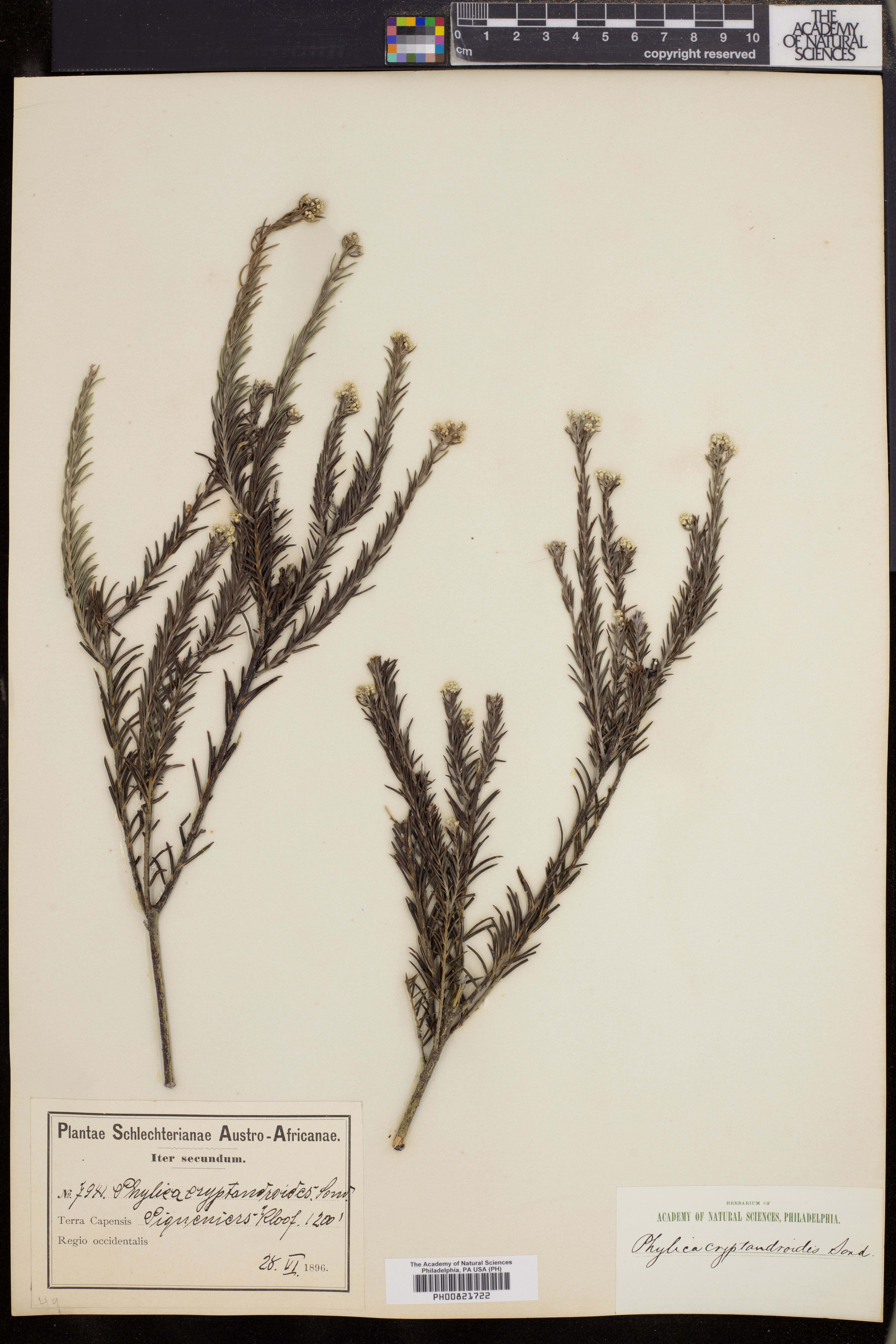 Phylica cryptandroides image