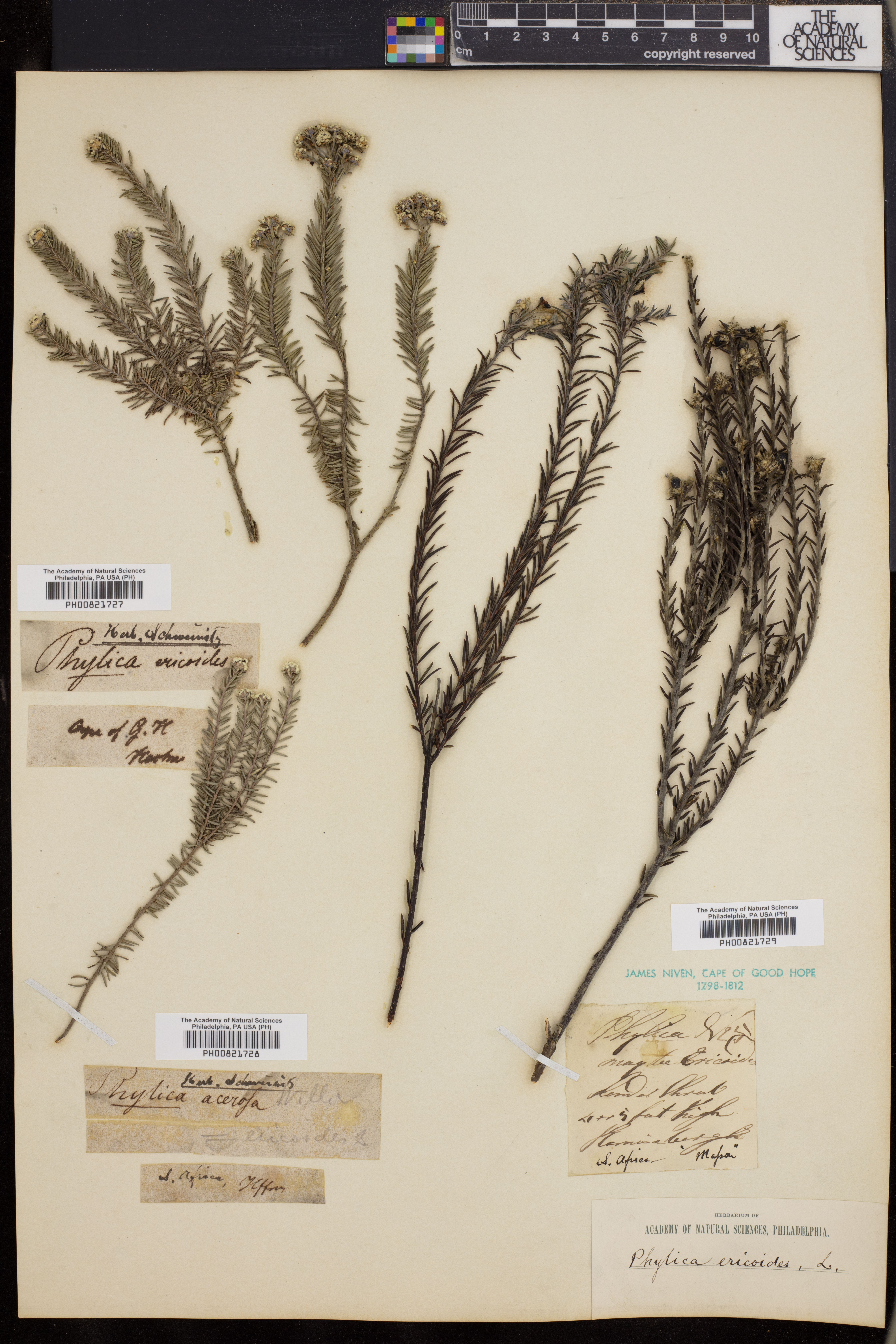 Phylica ericoides image